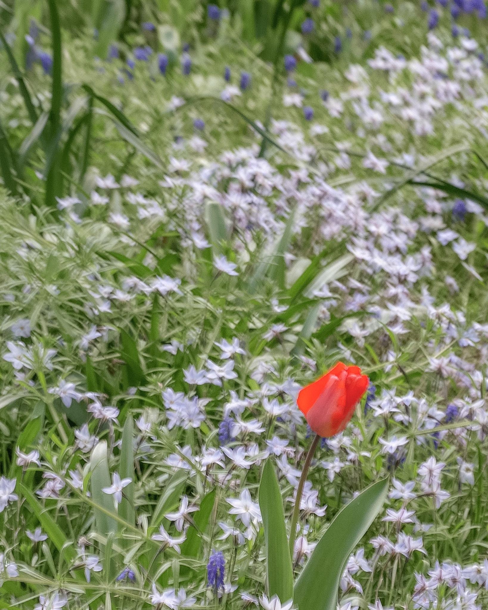 Panasonic DMC-GM1S + Olympus M.Zuiko Digital ED 60mm F2.8 Macro sample photo. Floriade 2016 - commonwealth park, act australia photography