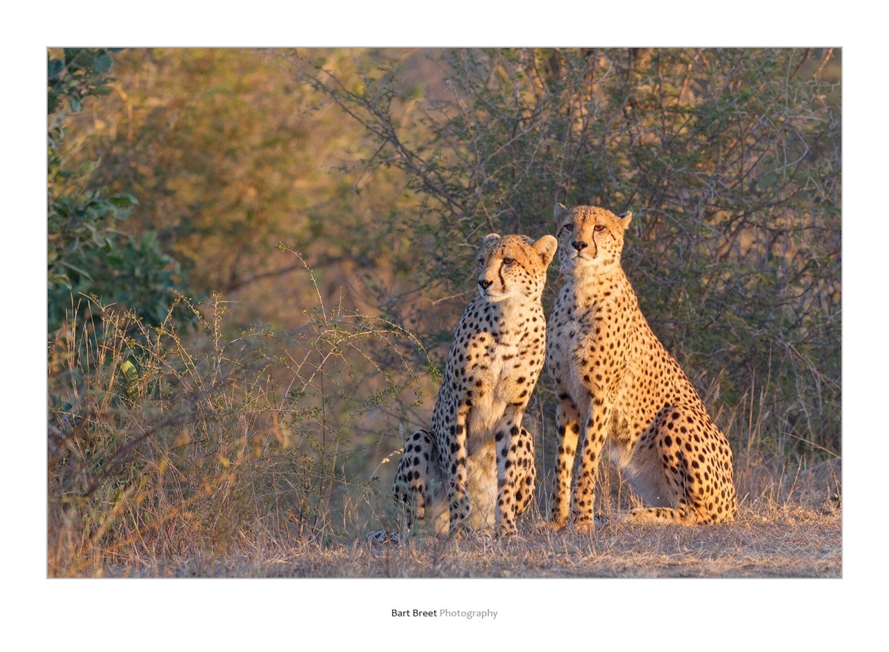 Canon EF 300mm F2.8L IS USM sample photo. Brothers in arms photography