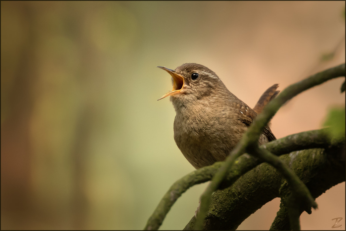 Canon EF 400mm F4 DO IS II USM sample photo. Zaunkönig singend - wren singing photography