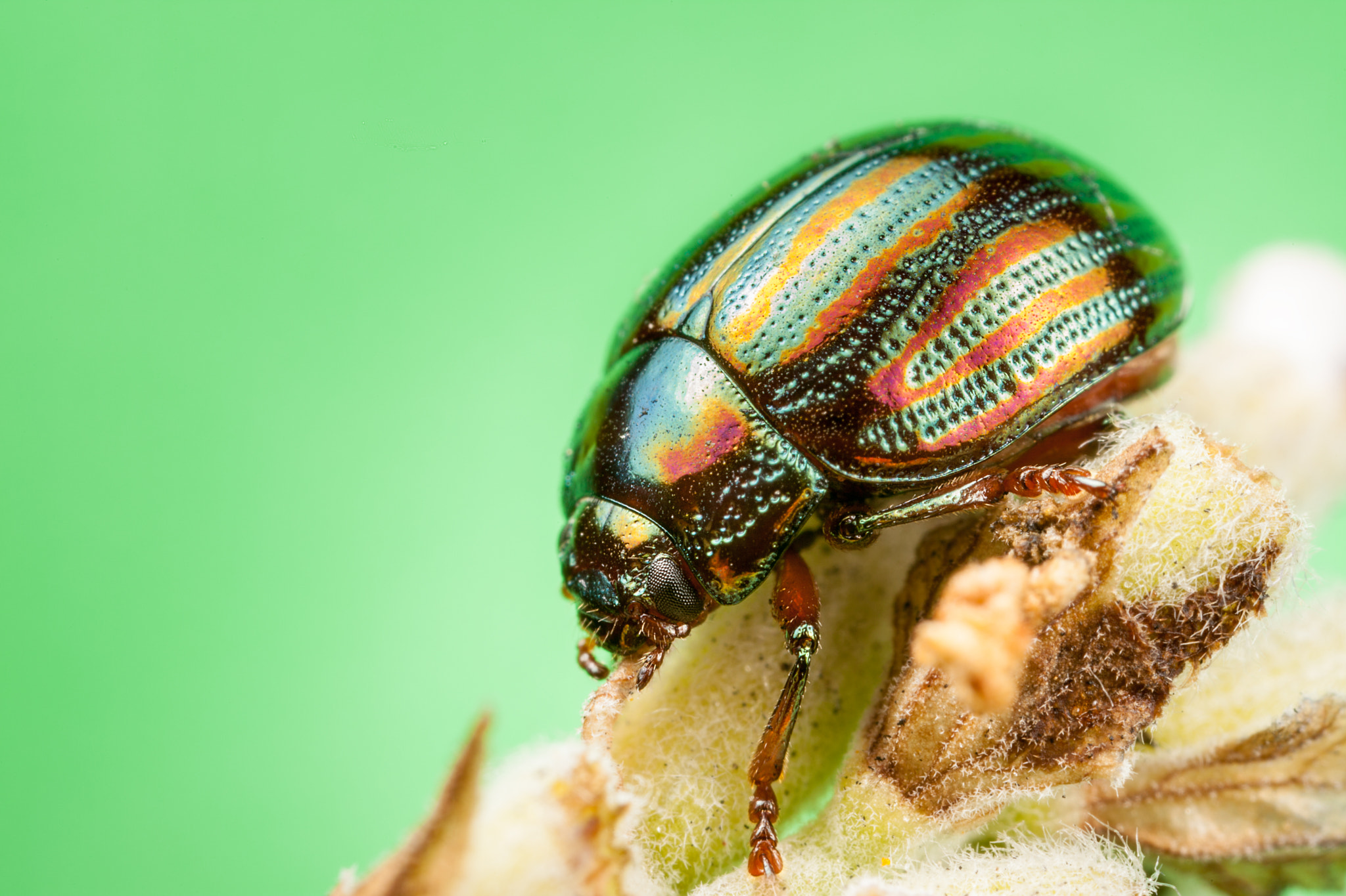 Canon EOS 5D Mark II + Canon MP-E 65mm F2.5 1-5x Macro Photo sample photo. Rosemary beetle photography