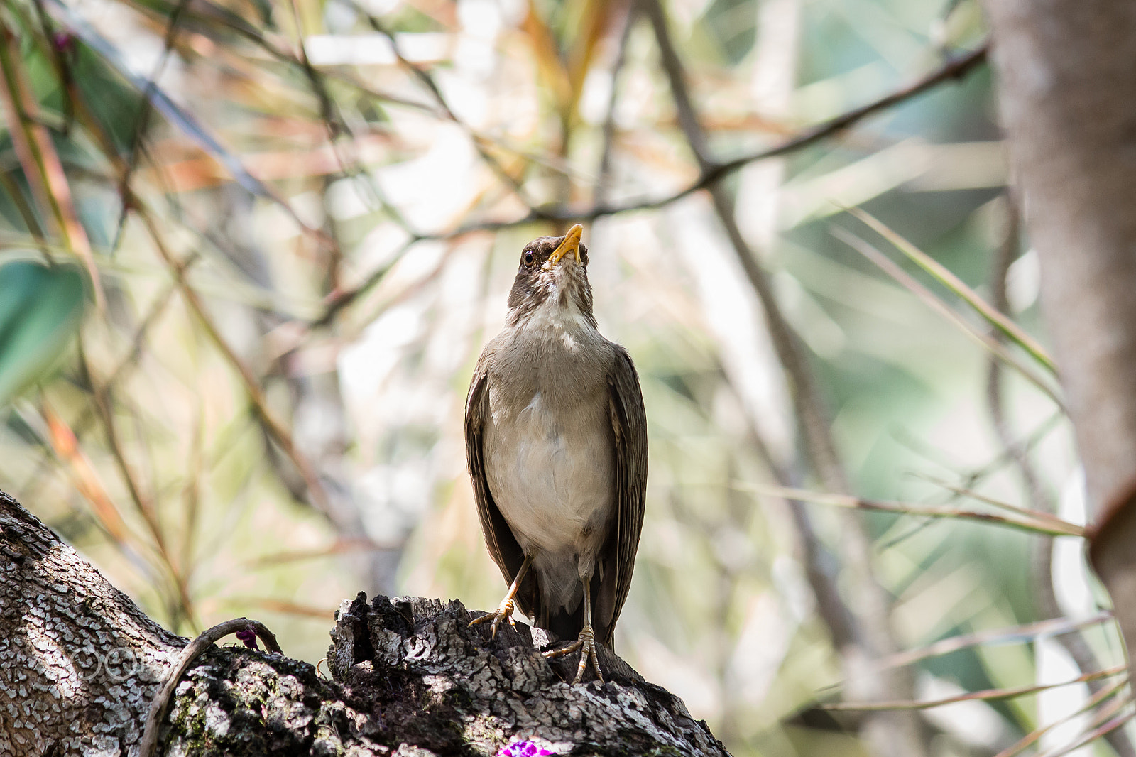 Canon EOS 650D (EOS Rebel T4i / EOS Kiss X6i) sample photo. Creamy-bellied thrush photography