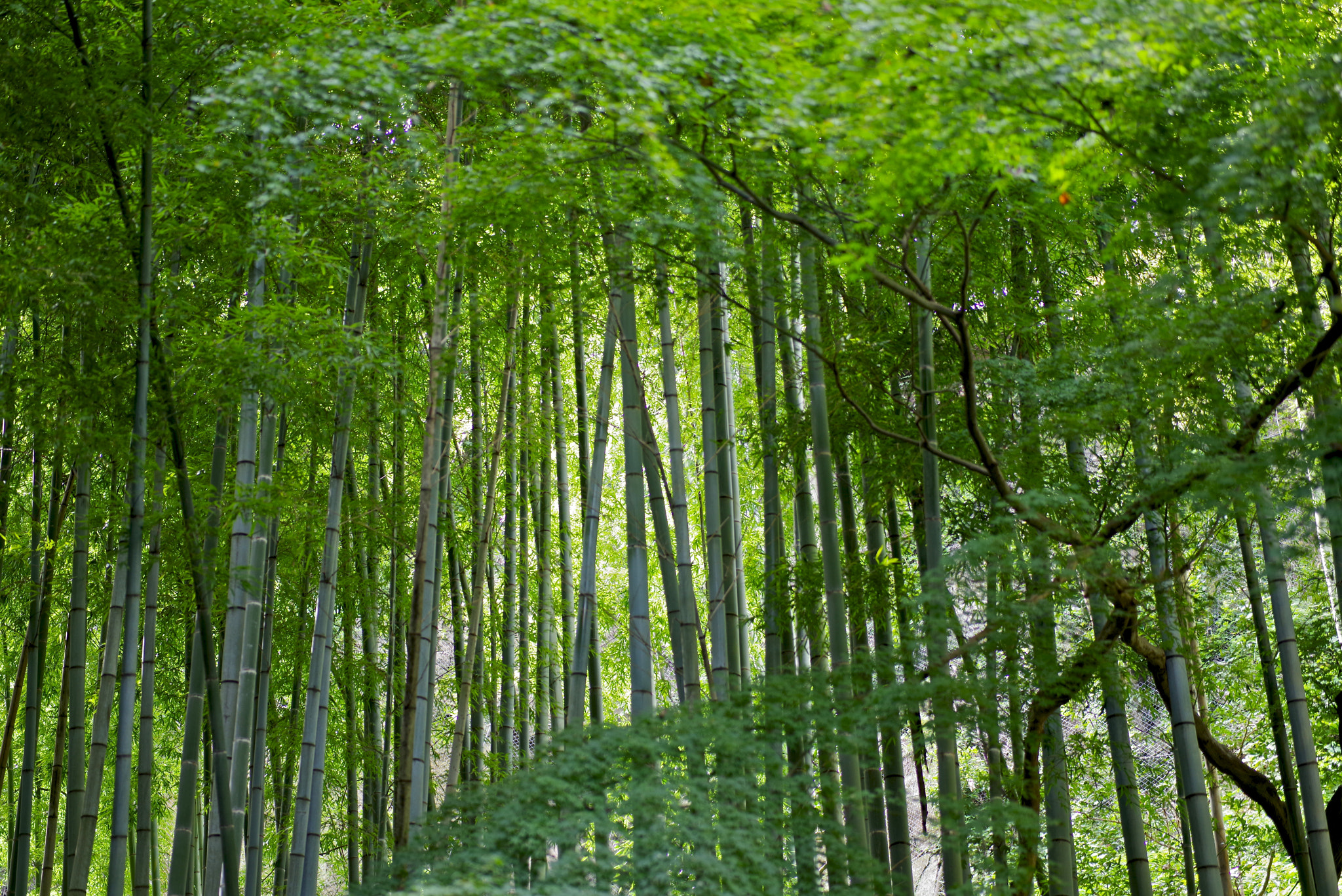 Pentax K-1 sample photo. Bamboo temple photography