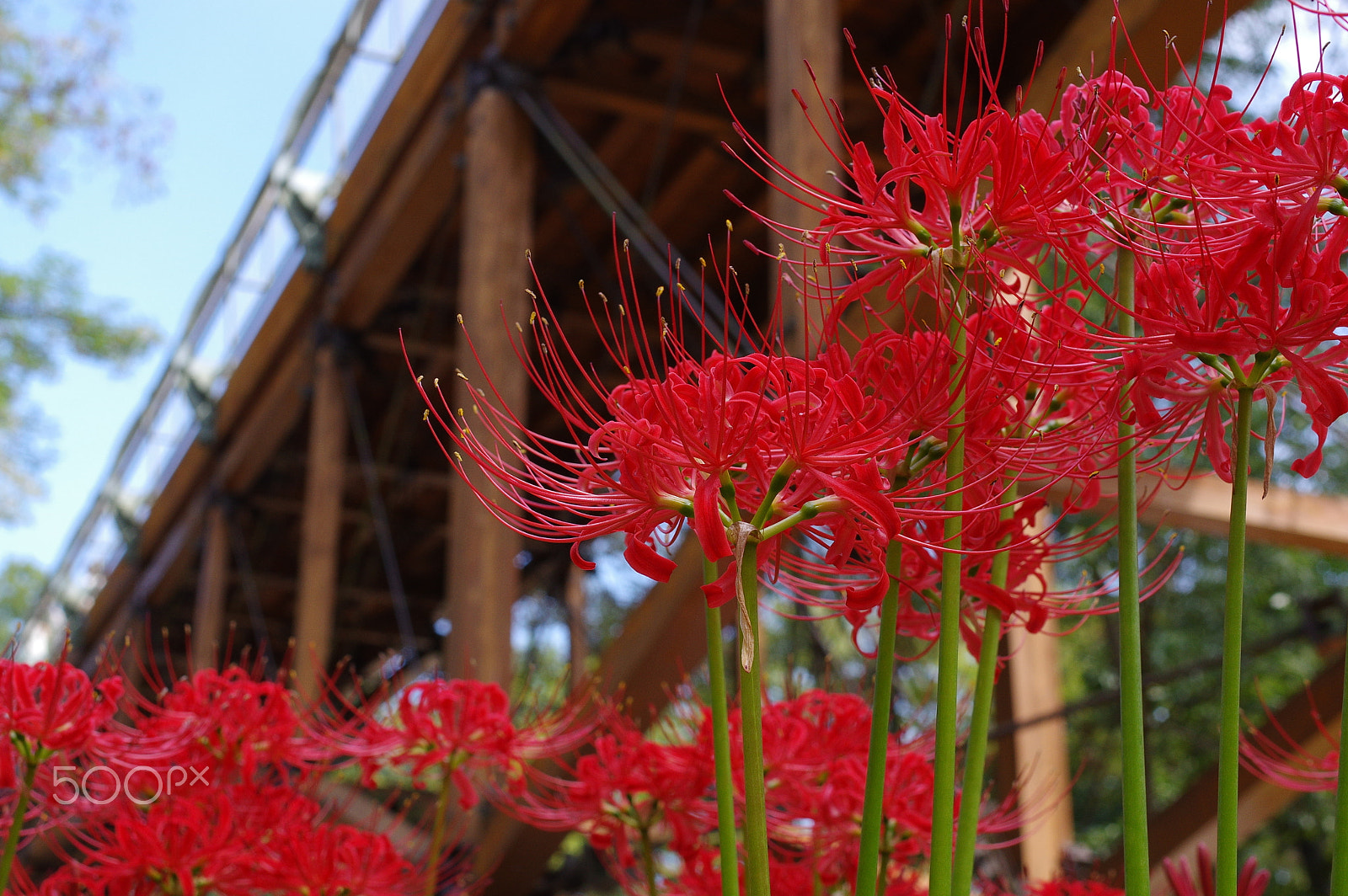 Pentax K-3 sample photo. Cluster amaryllis photography