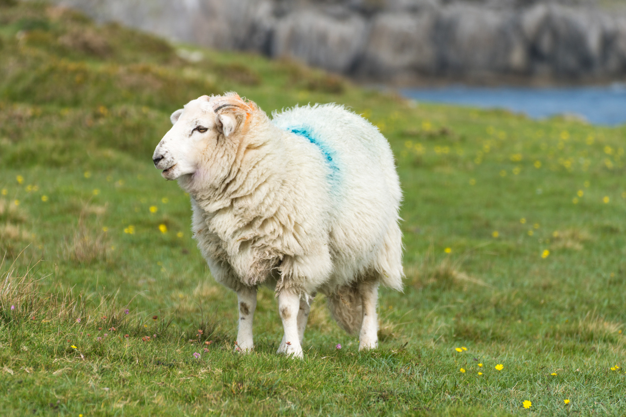 Tamron SP 70-300mm F4-5.6 Di USD sample photo. Irland photography