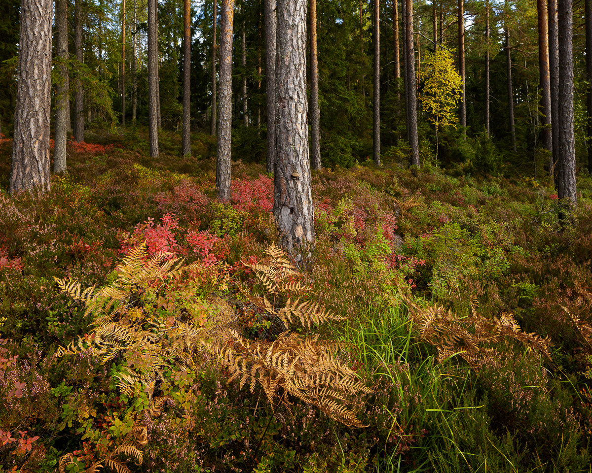Canon TS-E 24.0mm f/3.5 L II sample photo. Kärngölsområdet i photography