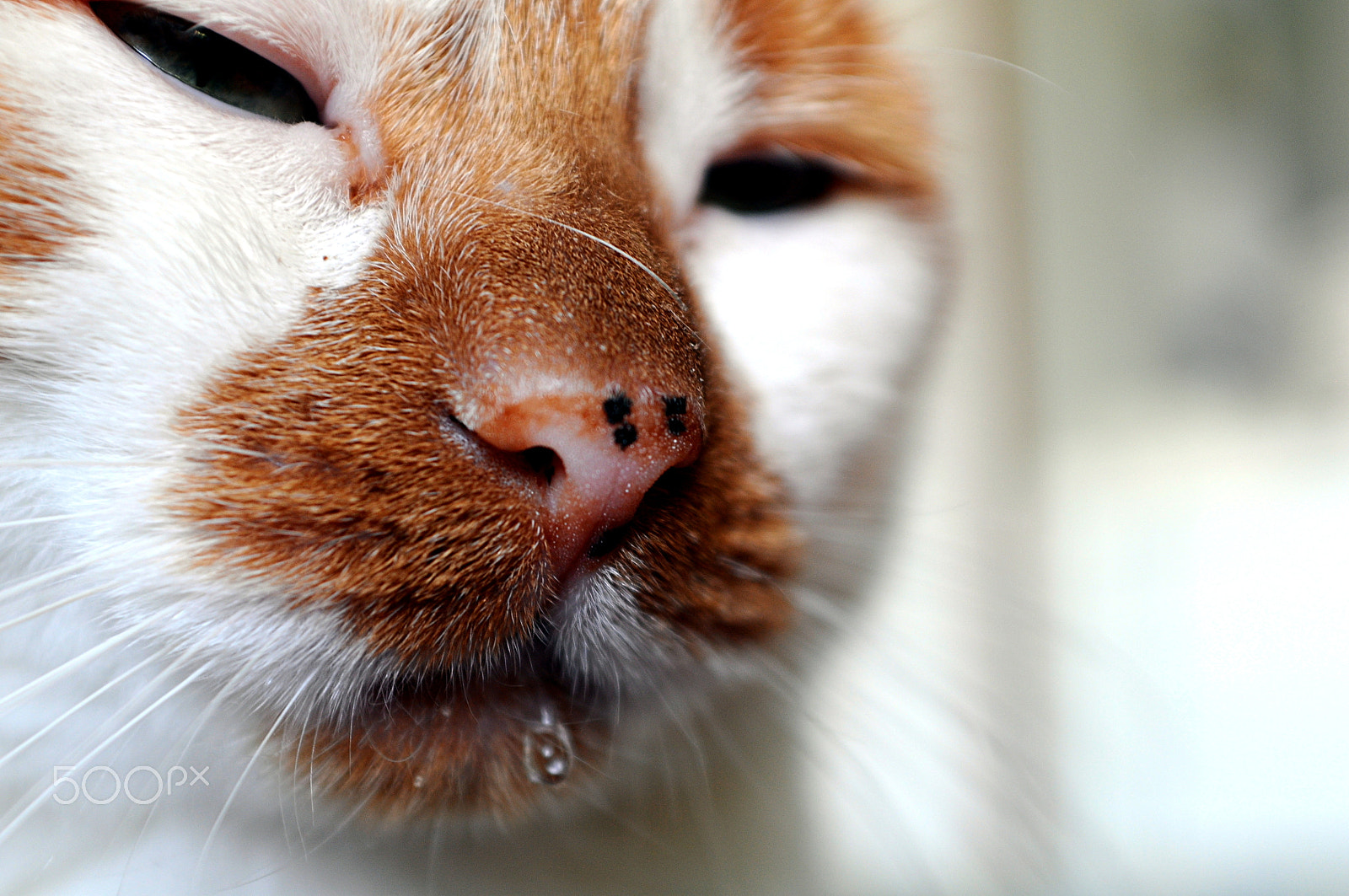 AF Zoom-Nikkor 28-85mm f/3.5-4.5 sample photo. Leo photography