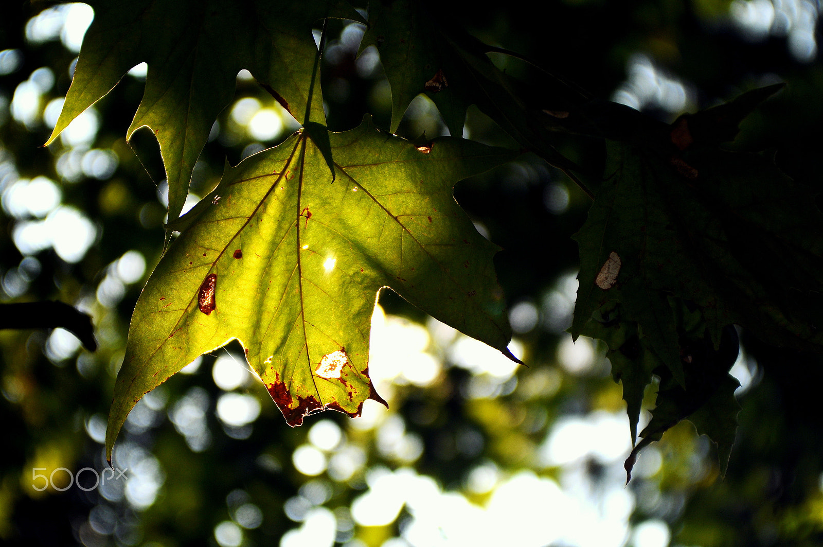 Nikon D90 sample photo. Tired leaf photography