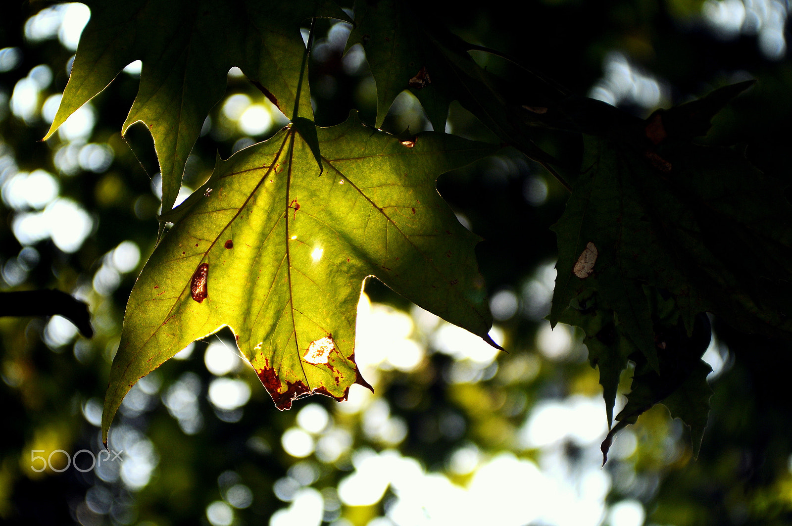 Nikon D90 + AF Zoom-Nikkor 28-85mm f/3.5-4.5 sample photo. Tired leaf photography