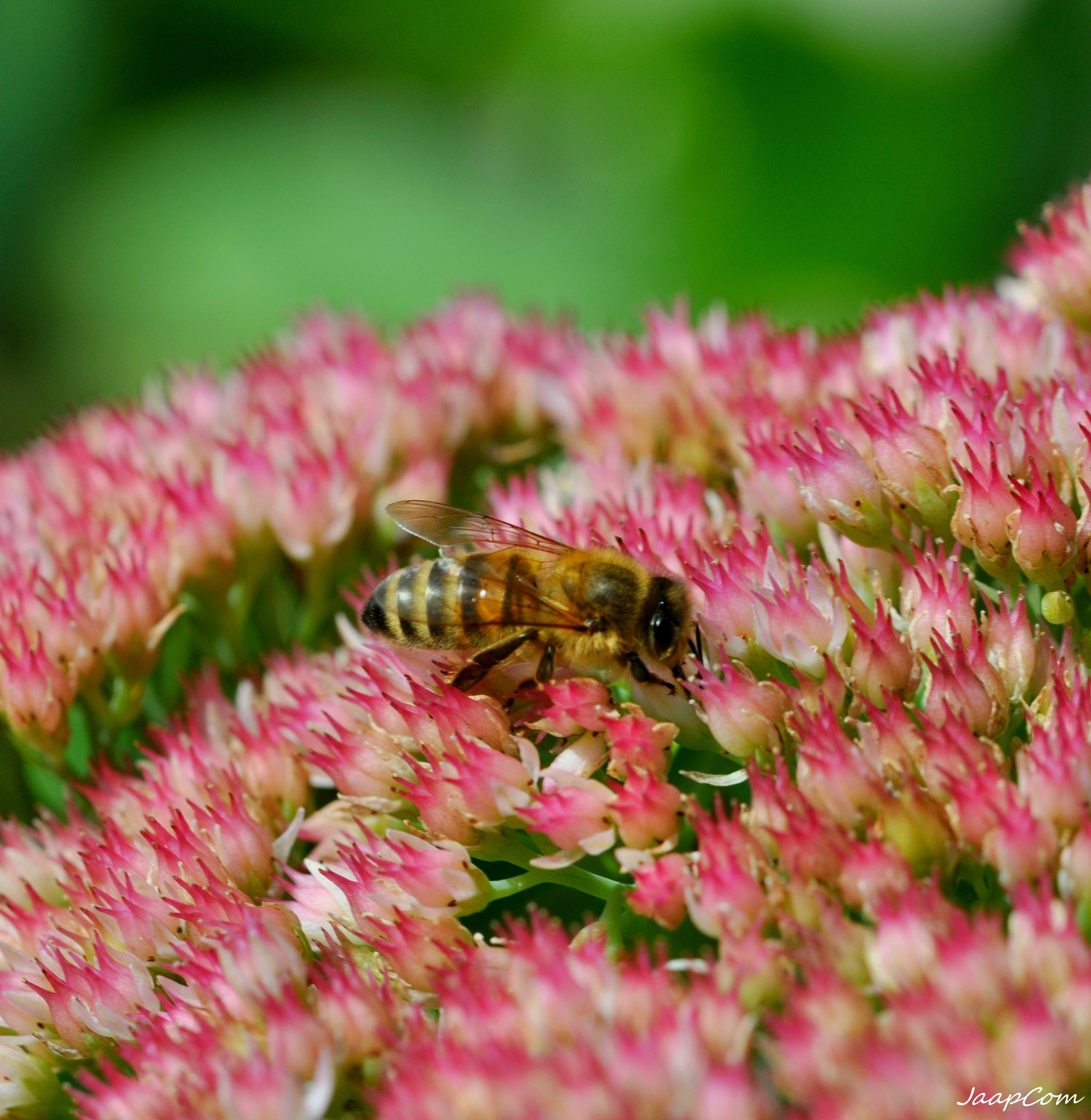 Nikon D5000 + Tamron SP 90mm F2.8 Di VC USD 1:1 Macro (F004) sample photo. Bee on the flowers photography