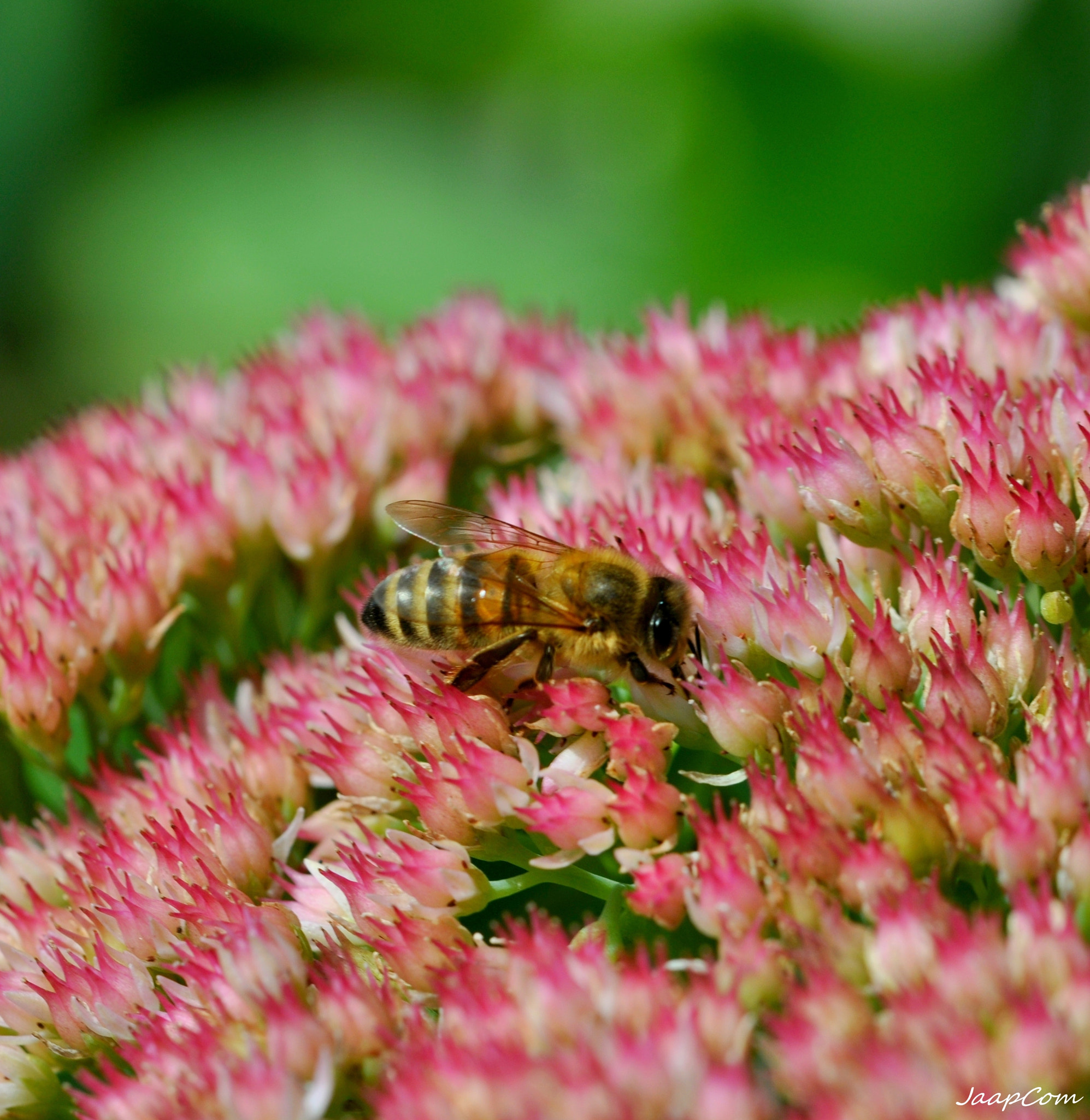 Nikon D5000 sample photo. Bee on the flowers photography