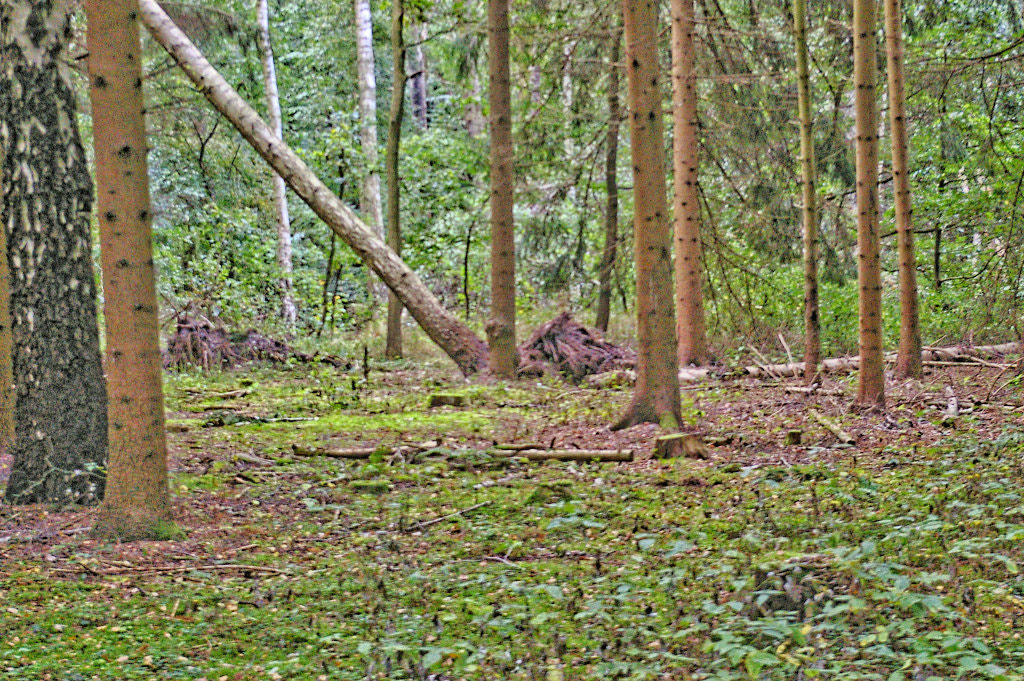 Pentax *ist DL sample photo. Schwerer sturm reißt bäume aus photography