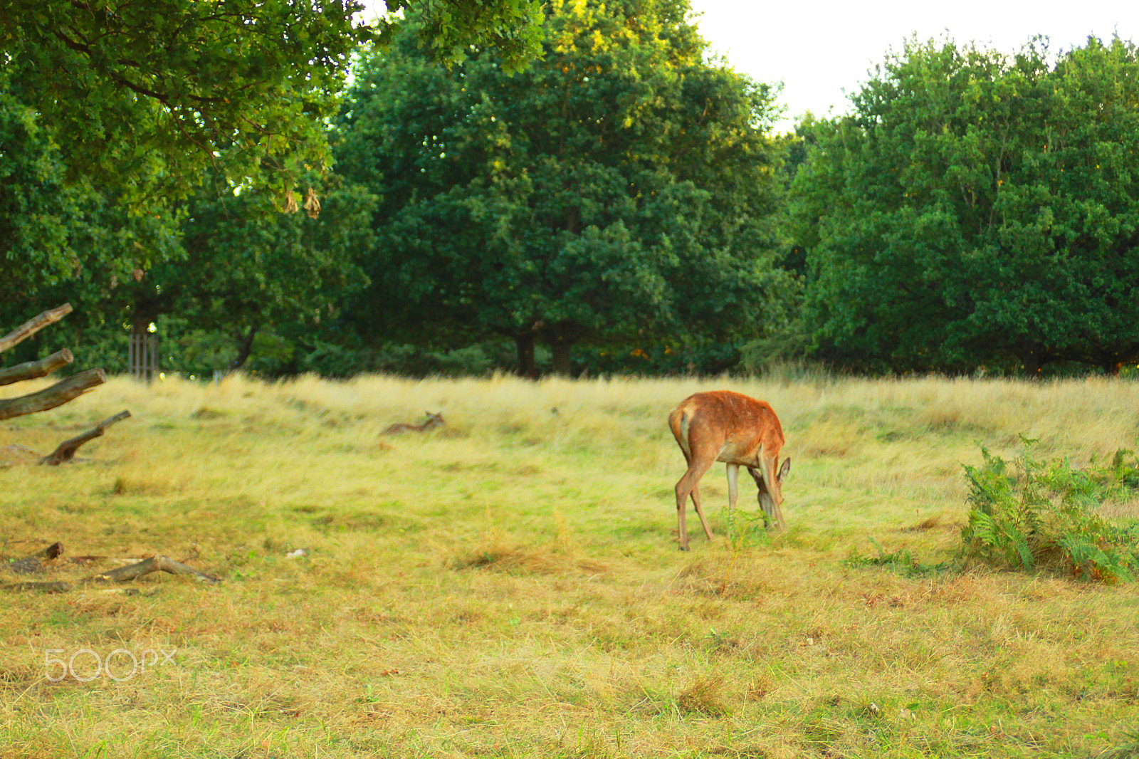 Canon EF 28-80mm f/3.5-5.6 sample photo. A deer in the park photography
