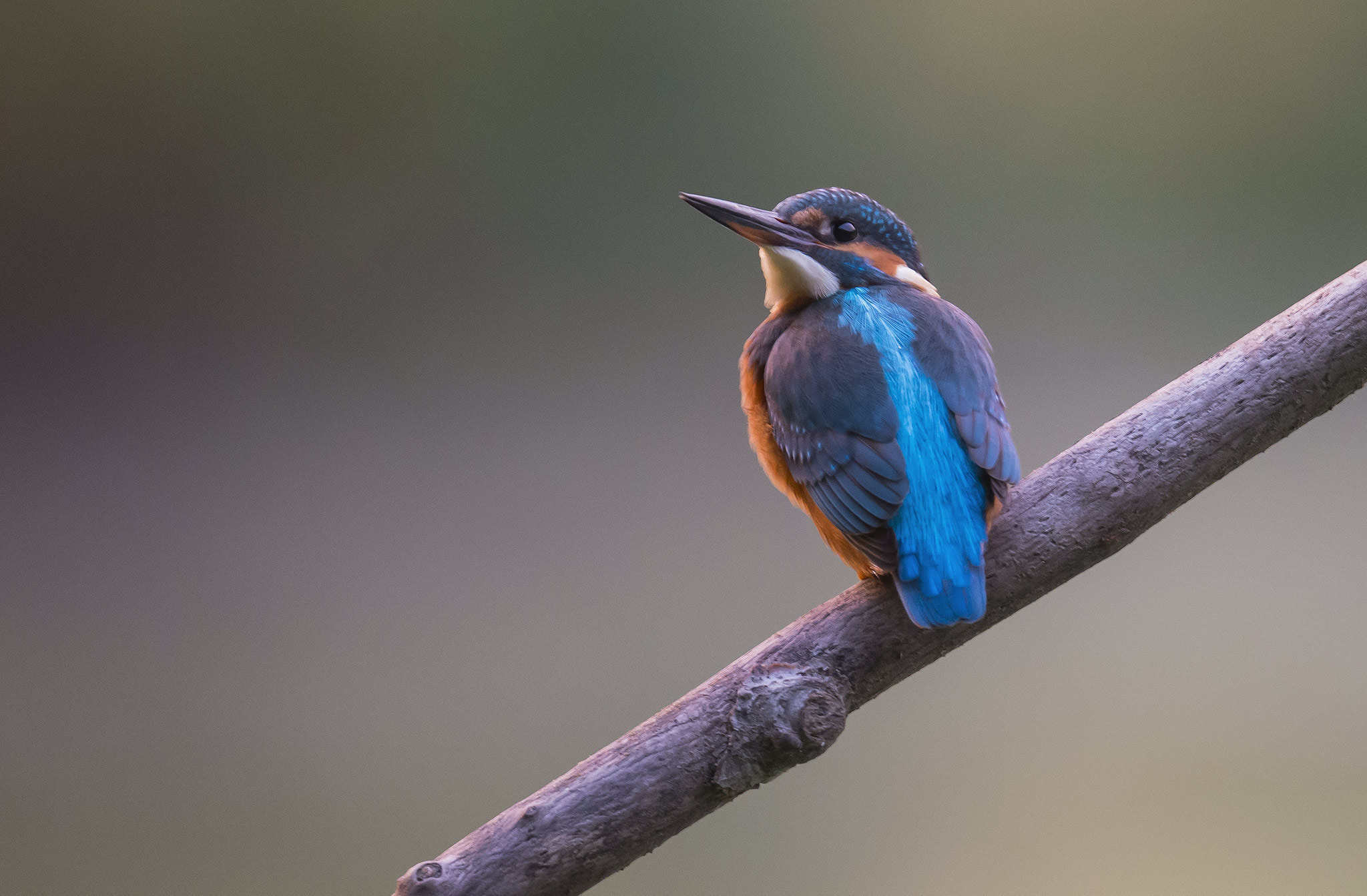 Nikon AF-S Nikkor 500mm F4E FL ED VR sample photo. Martin-pêcheur - common kingfisher photography