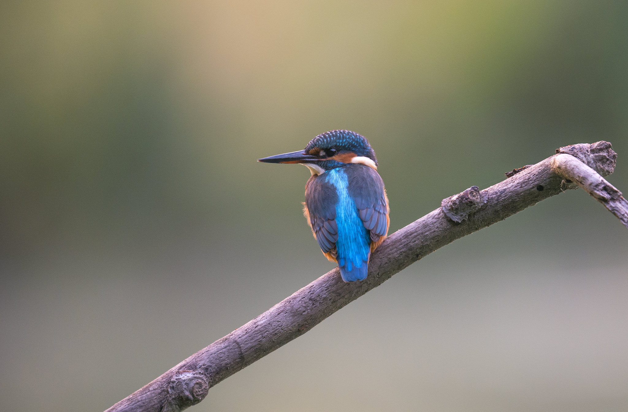 Nikon AF-S Nikkor 500mm F4E FL ED VR sample photo. Martin-pêcheur - common kingfisher photography