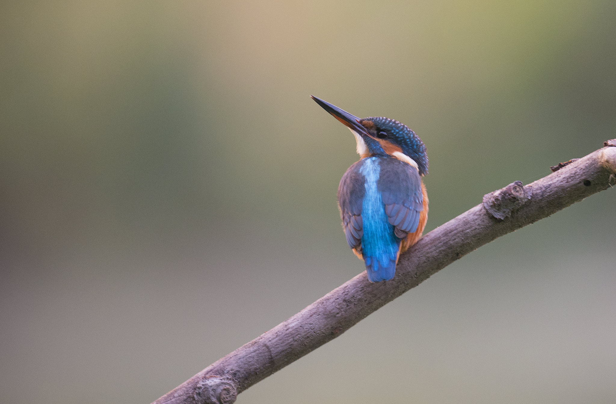 Nikon AF-S Nikkor 500mm F4E FL ED VR sample photo. Martin-pêcheur - common kingfisher photography