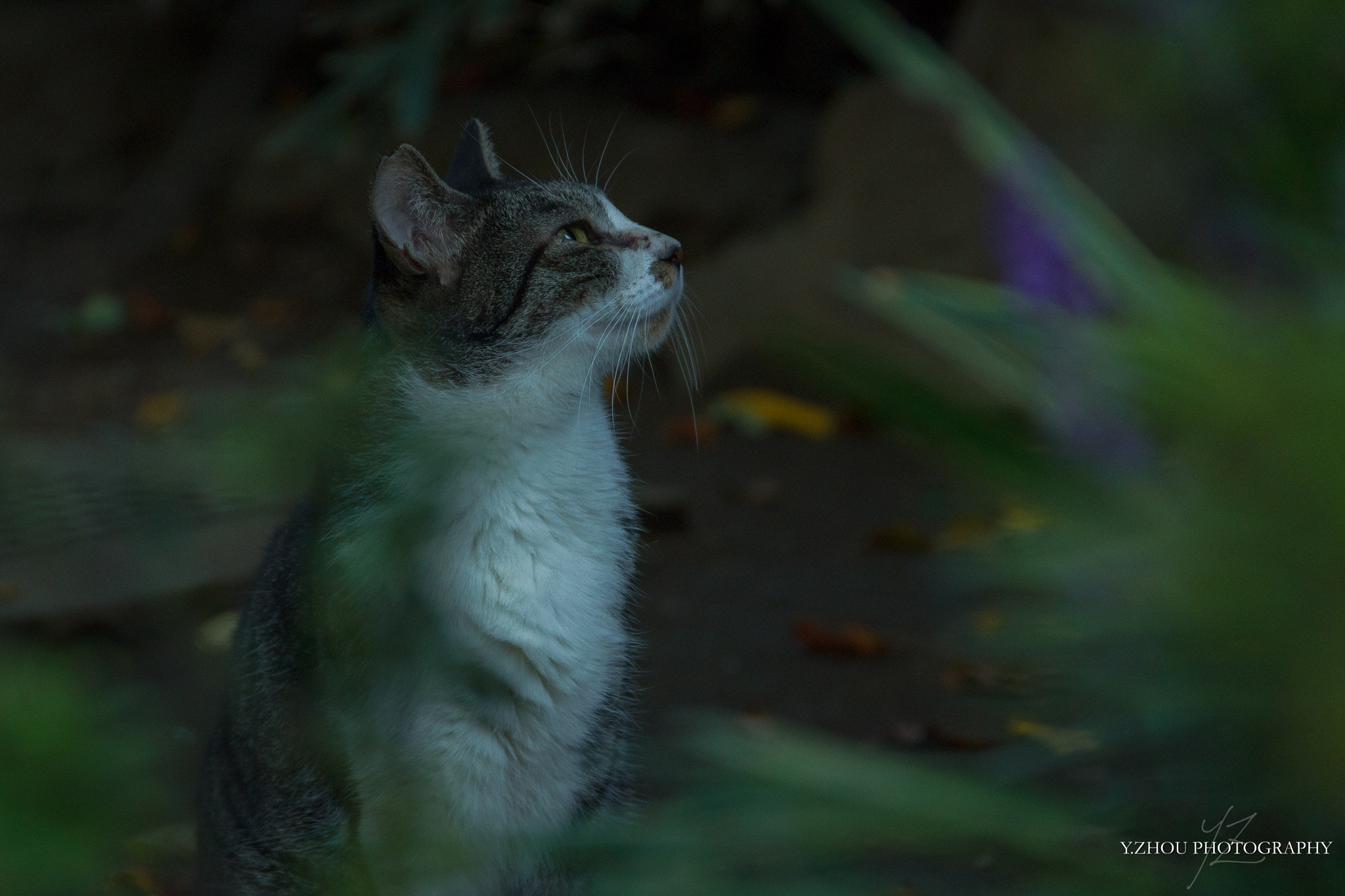 Canon EOS 600D (Rebel EOS T3i / EOS Kiss X5) sample photo. Cat photography