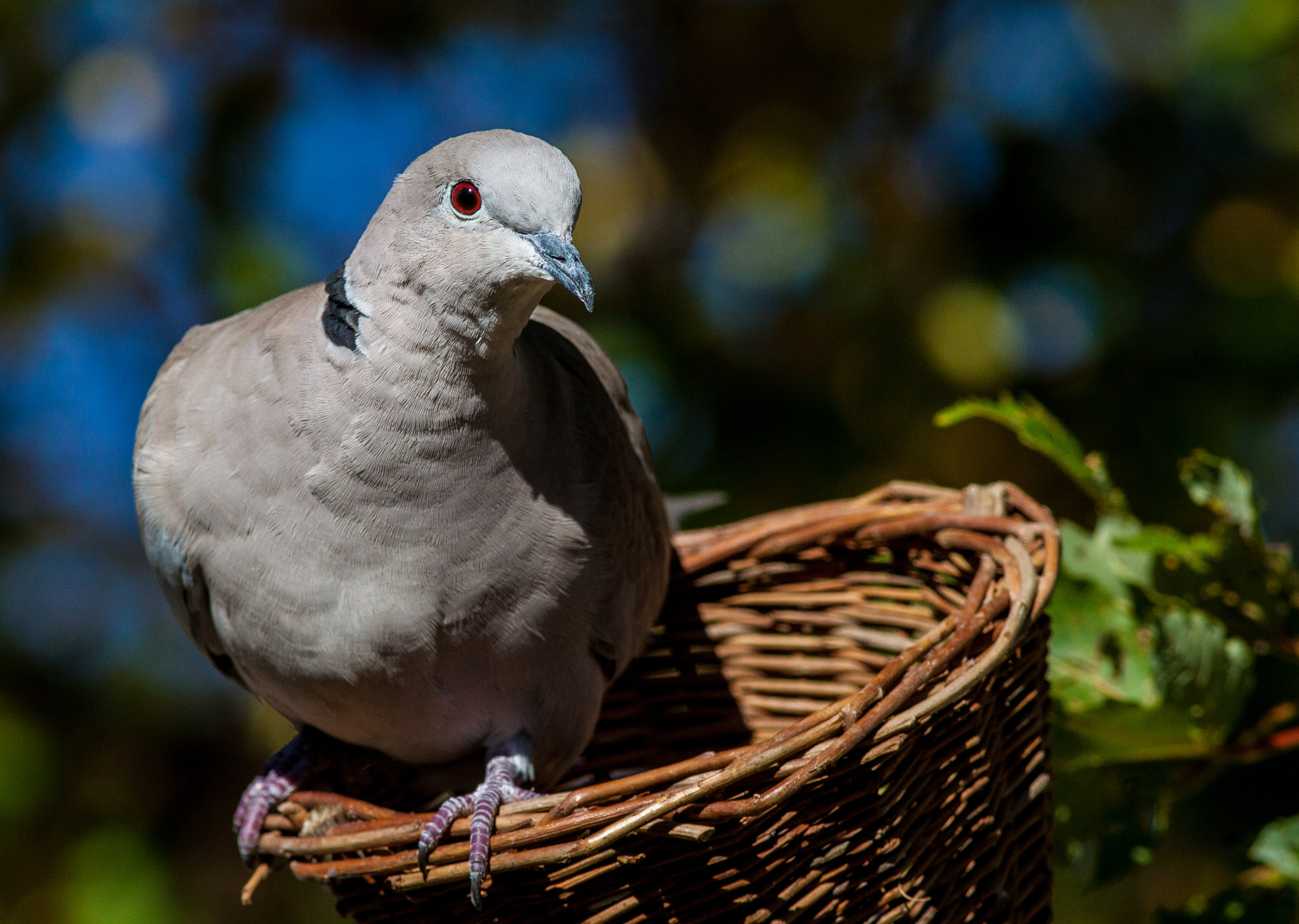 Canon EOS 50D + Canon EF 300mm F4L IS USM sample photo. Wary collared dove photography