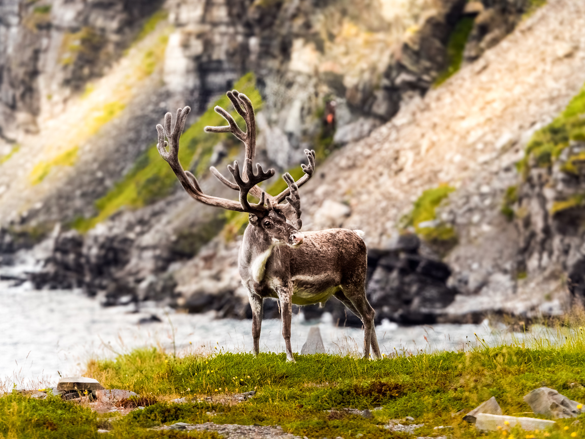 Olympus OM-D E-M5 II sample photo. Reindeer in autumn photography