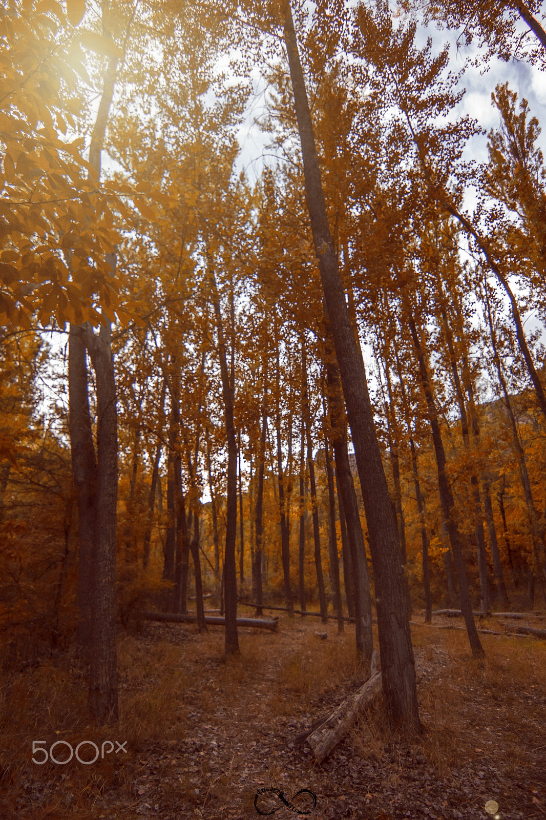 Canon EOS 40D sample photo. Autumn is coming photography