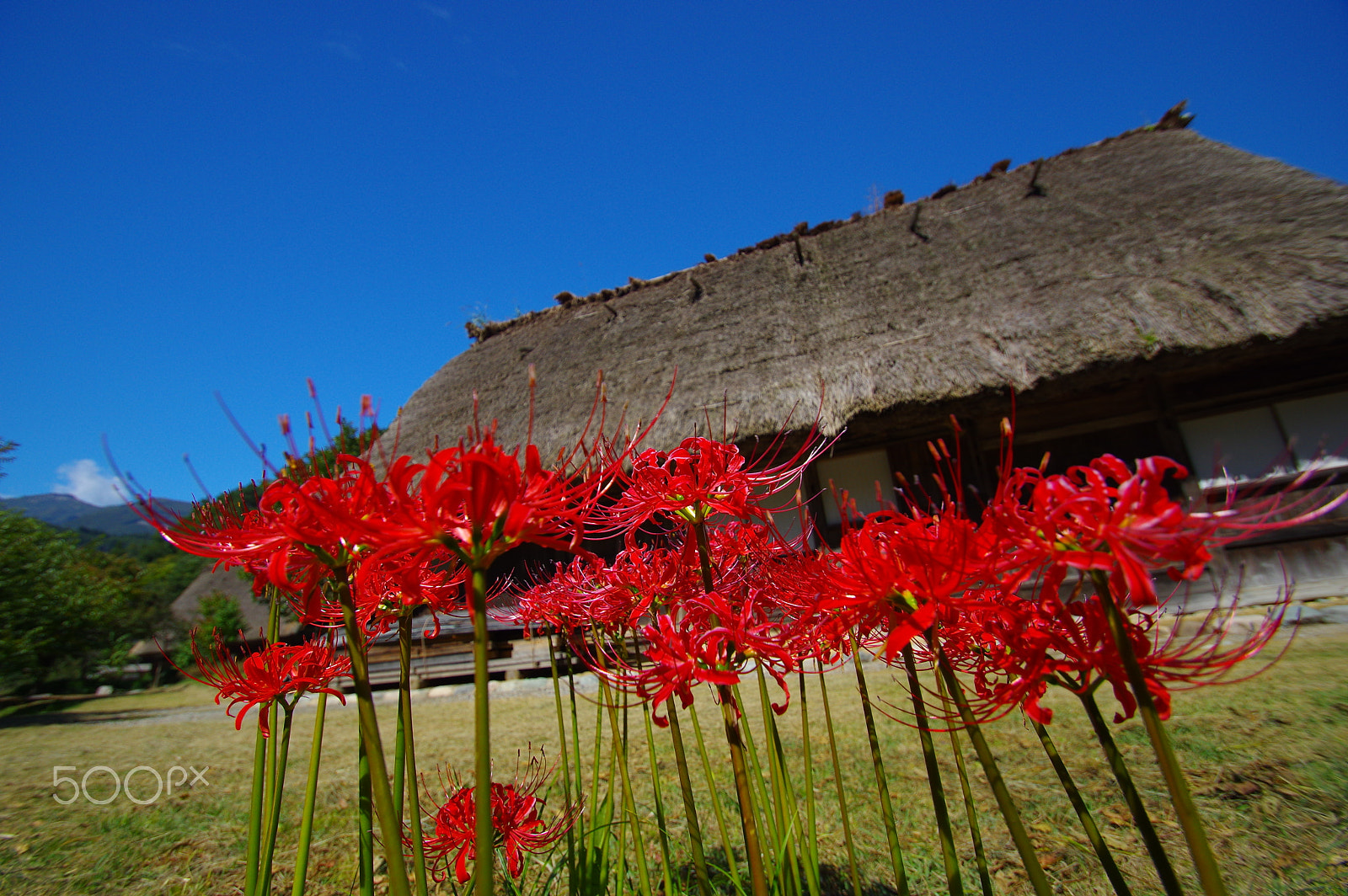 Pentax K-3 sample photo. Cluster amaryllis photography