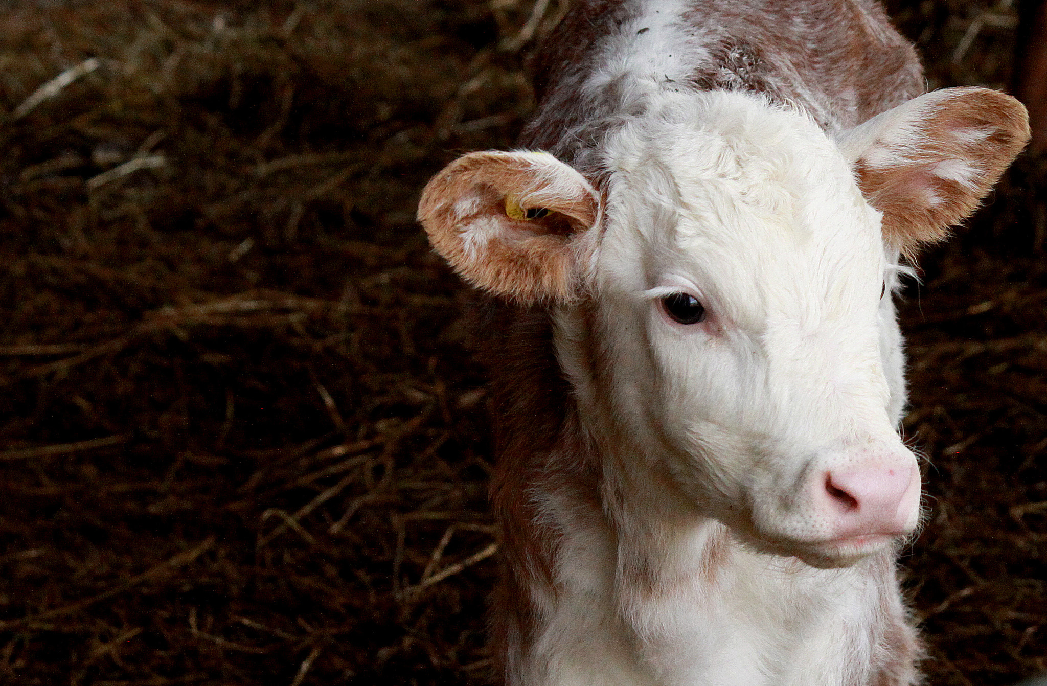 Canon EF-S 55-250mm F4-5.6 IS sample photo. Calf in a barn photography