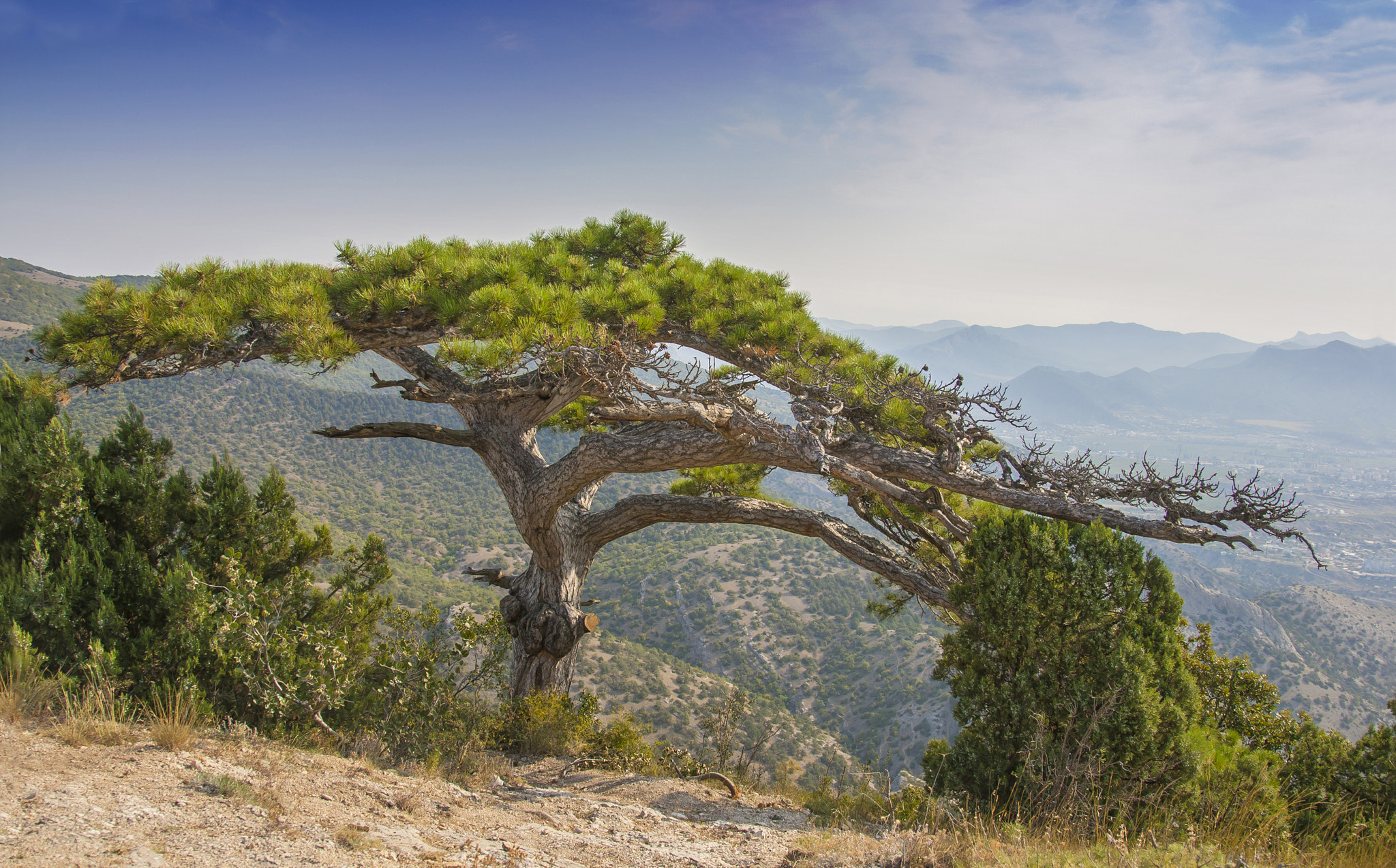 Canon EOS-1D Mark II + Canon EF 24-105mm F4L IS USM sample photo. Sudak. giant tree Судак. Гигант на склоне г. Сокол photography