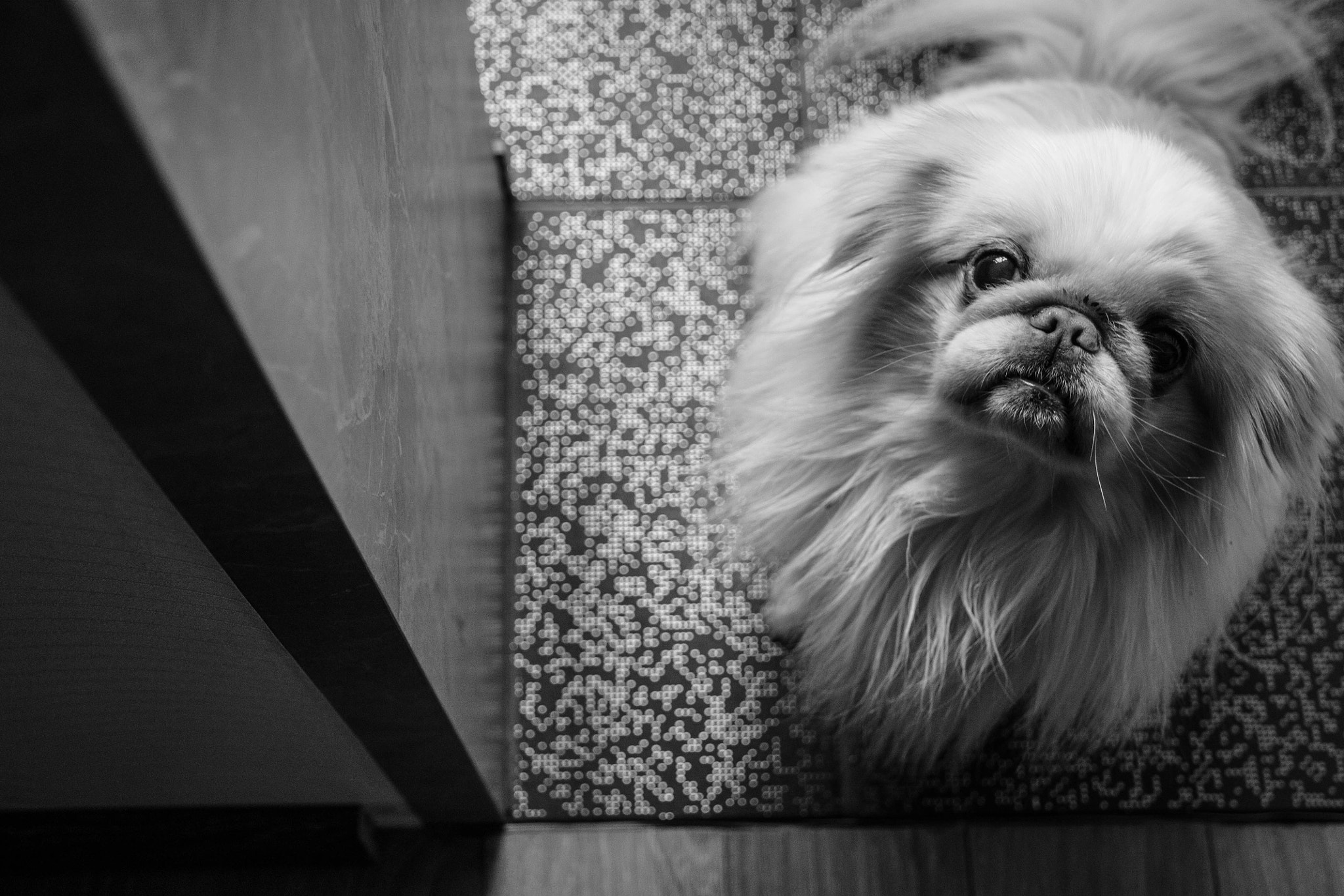 Sigma 18-125mm F3.8-5.6 DC OS HSM sample photo. My oldest friend. photography