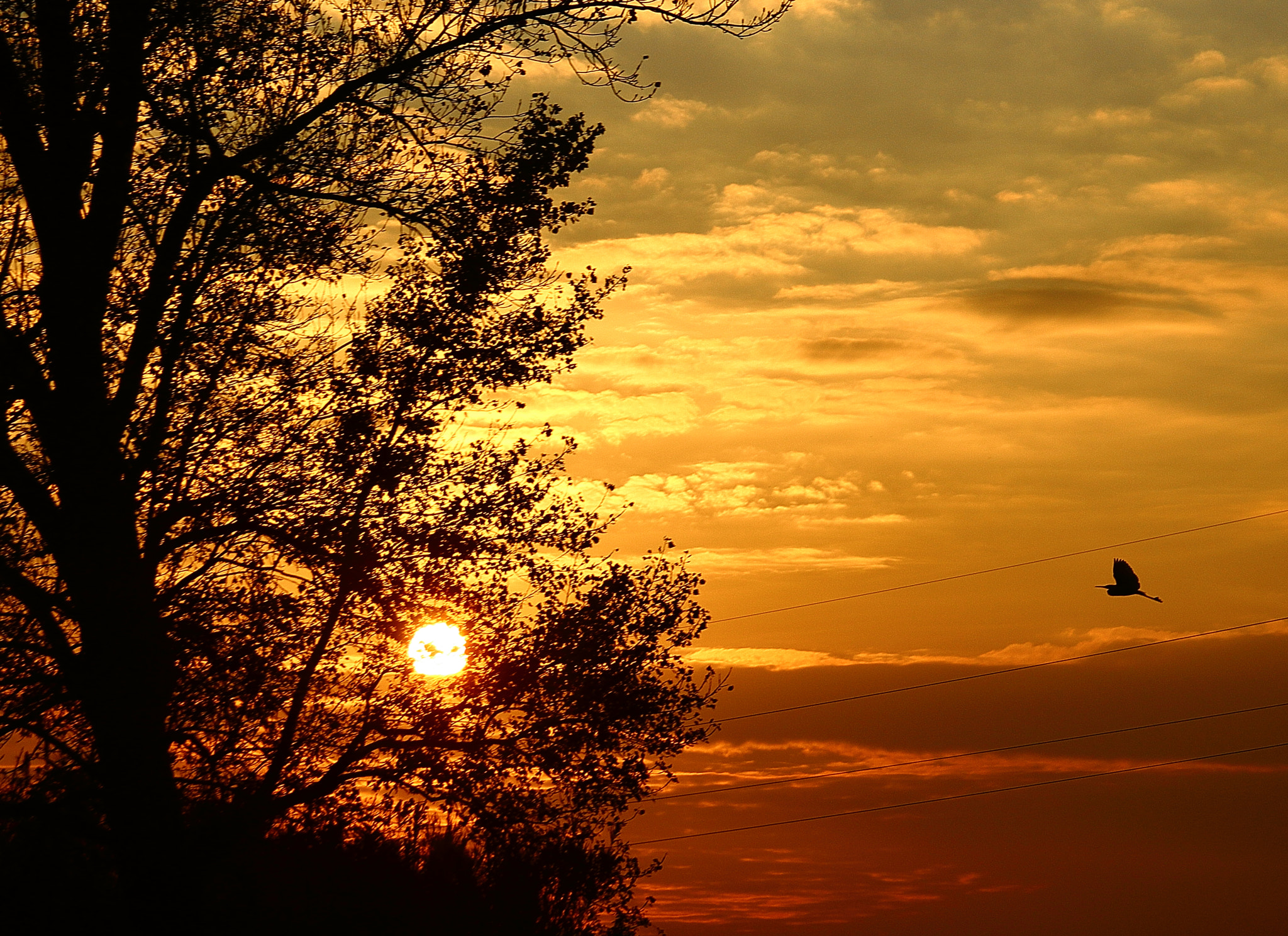 Canon EF 28-135mm F3.5-5.6 IS USM sample photo. Gold sunset photography