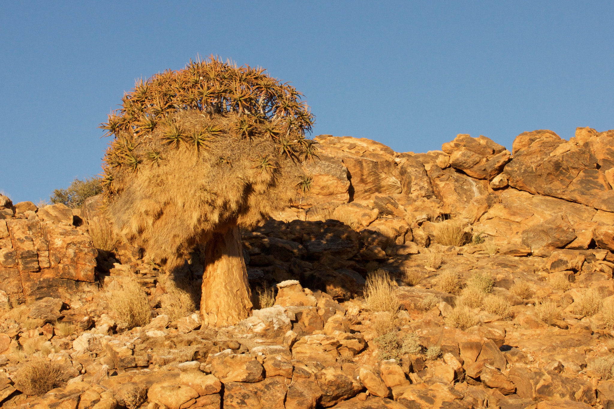 Sony 70-300mm F4.5-5.6 G SSM sample photo. Desert yellow in evening sun photography