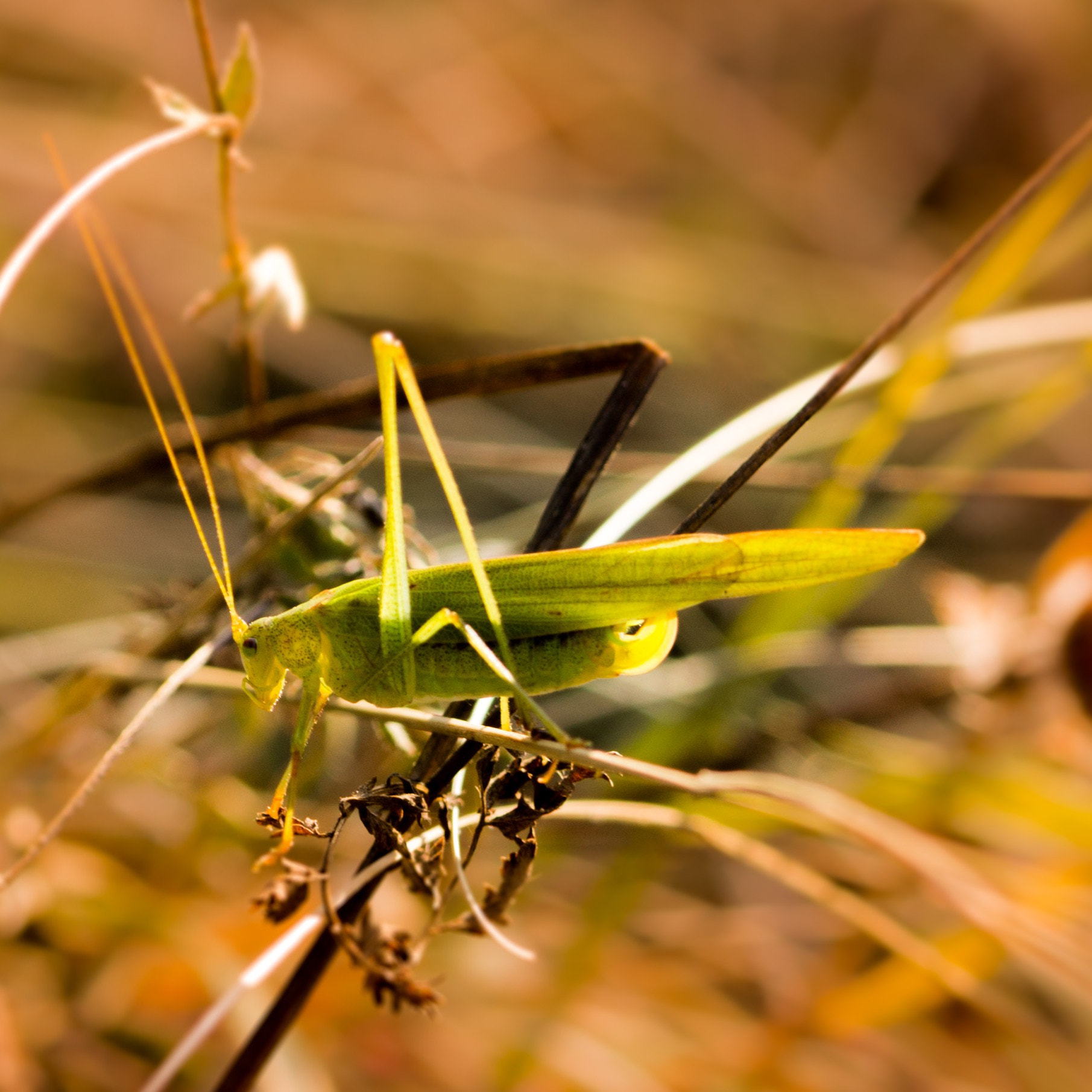 90mm F2.8 Macro G OSS sample photo. Hibbedihop photography
