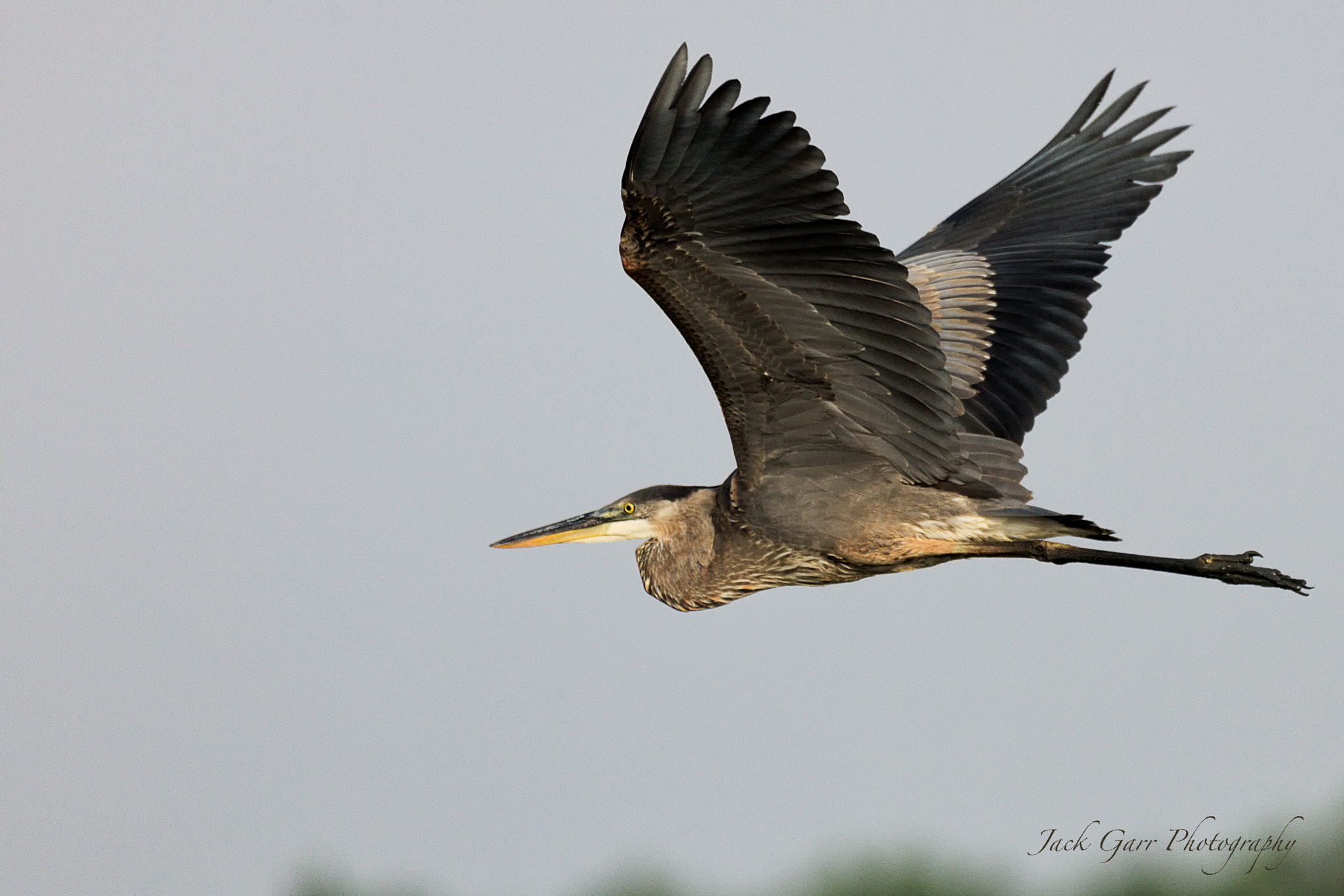 Canon EOS 5DS + 150-600mm F5-6.3 DG OS HSM | Sports 014 sample photo. Great blue heron flying photography