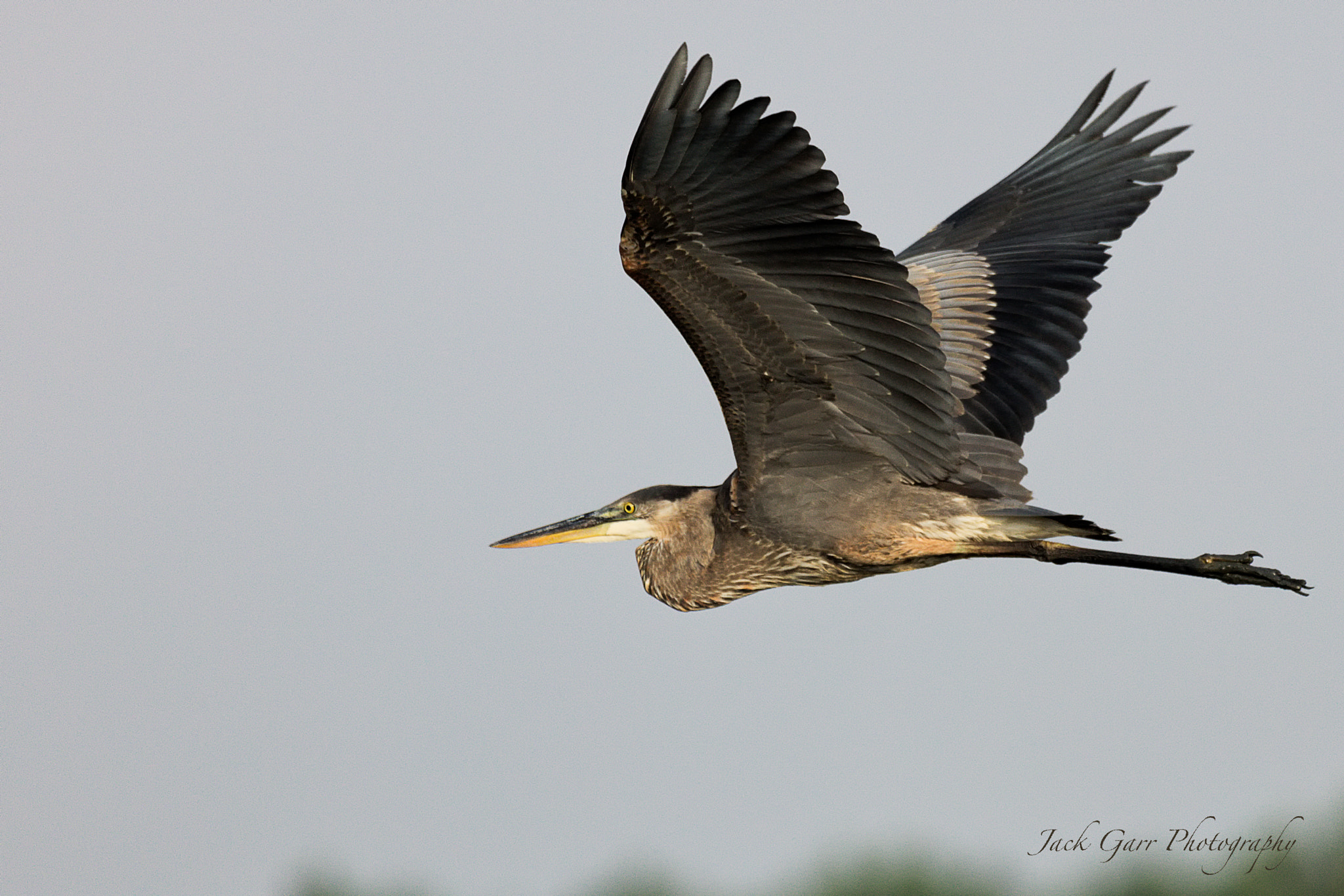150-600mm F5-6.3 DG OS HSM | Sports 014 sample photo. Great blue heron flying photography