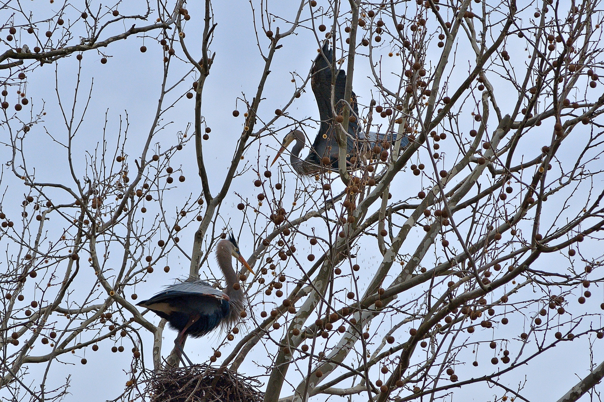 Nikon D7000 + AF Zoom-Nikkor 75-300mm f/4.5-5.6 sample photo. Herons building a nest photography