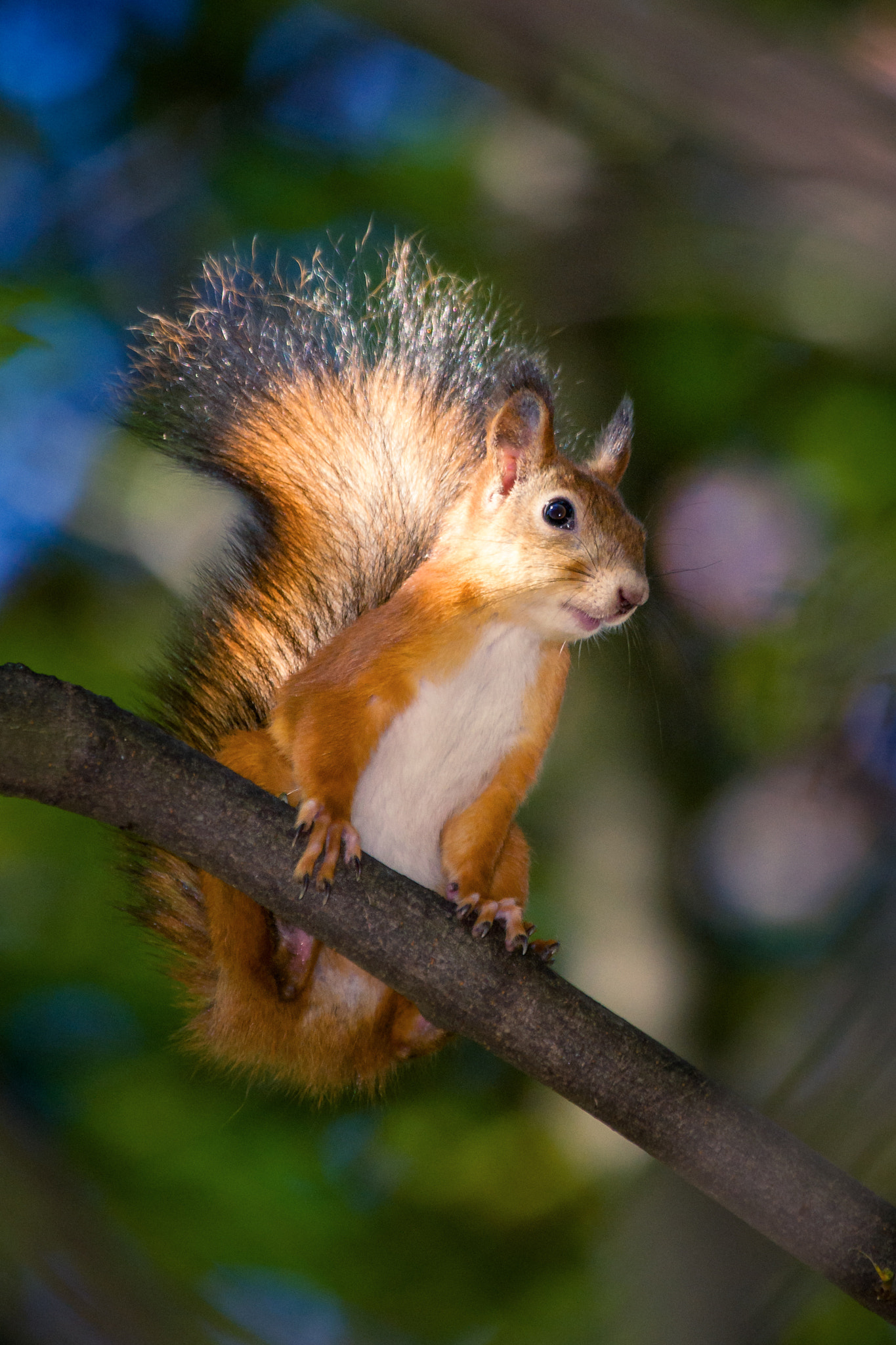 Sony Alpha DSLR-A850 sample photo. Curious squirrel photography