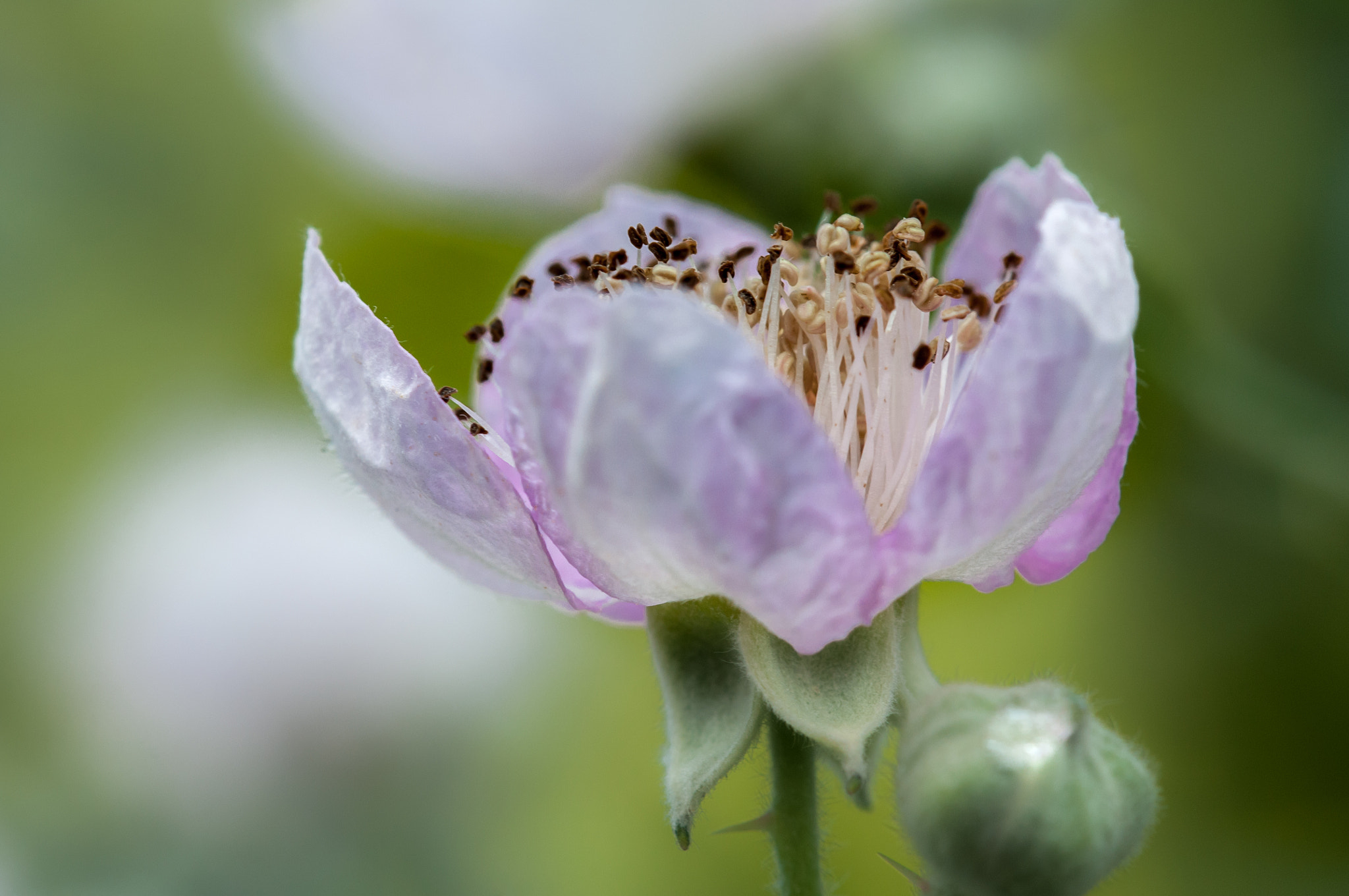 Sigma 105mm F2.8 EX DG OS HSM sample photo. Blackberry - blossom photography