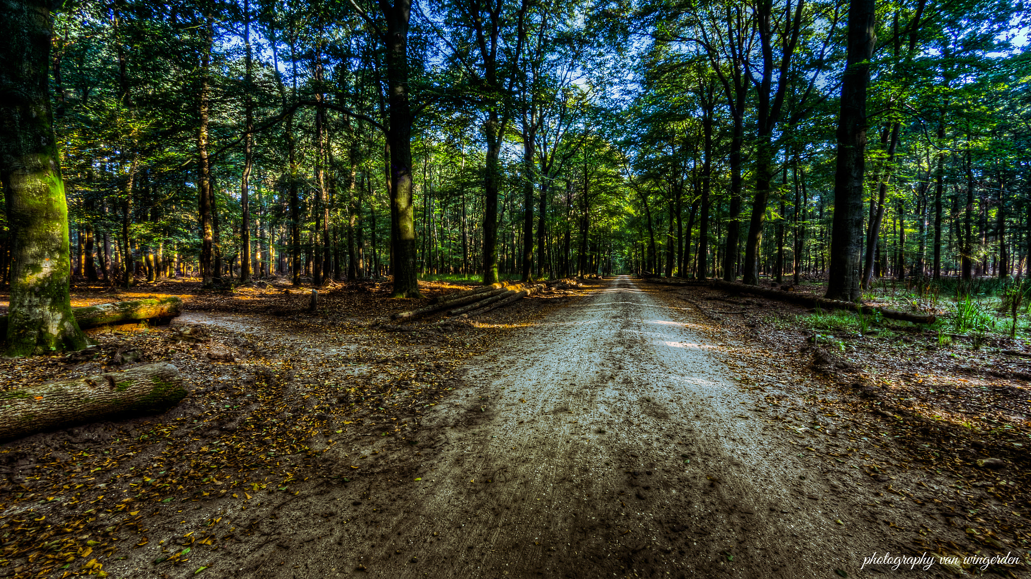 Olympus OM-D E-M10 II + Panasonic Lumix G Vario 7-14mm F4 ASPH sample photo. Forest photography