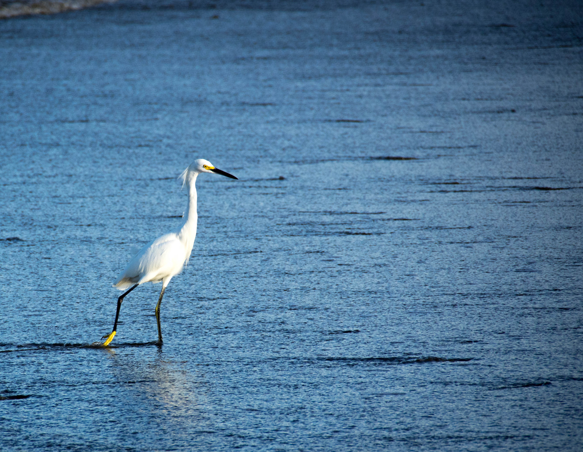 Olympus OM-D E-M1 + Tamron 14-150mm F3.5-5.8 Di III sample photo. Aigrette photography