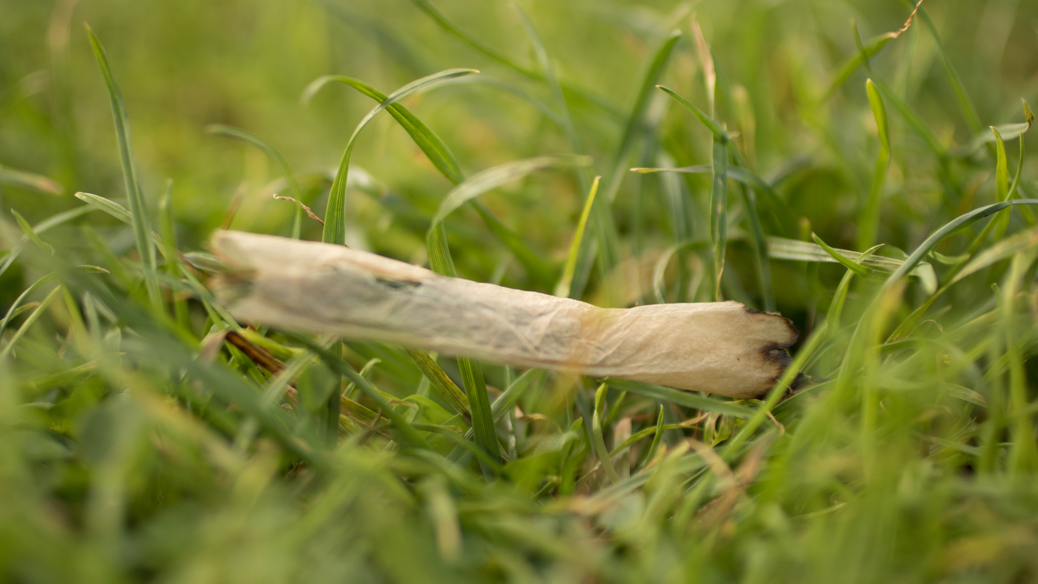 Canon EF 50mm F2.5 Macro sample photo. Chill photography