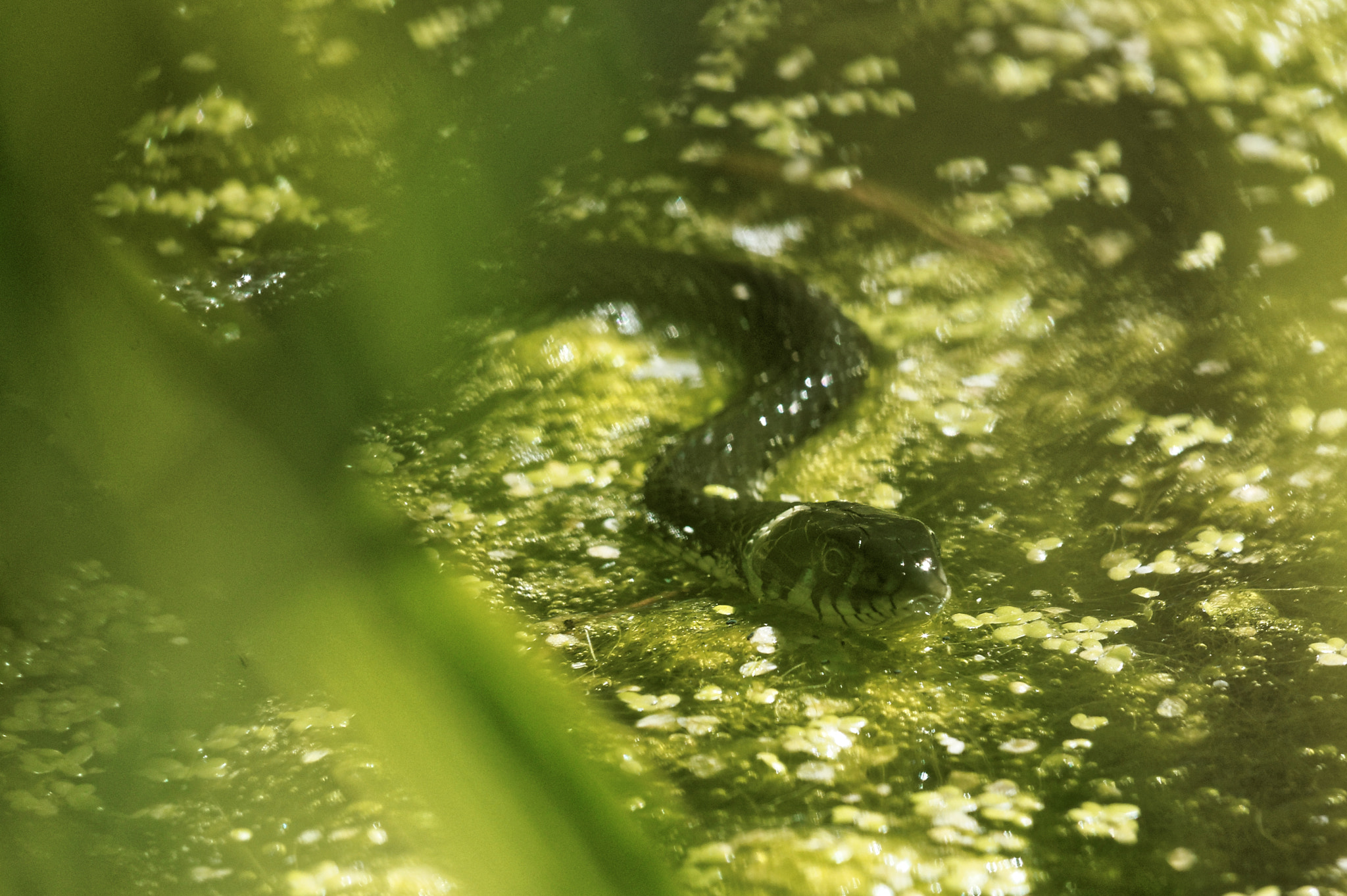 Nikon AF-S Nikkor 200-500mm F5.6E ED VR sample photo. Ringelnatter photography