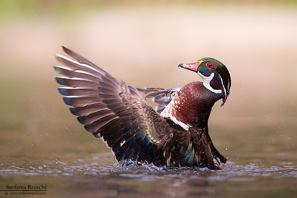 Canon EOS-1D X + Canon EF 300mm F2.8L IS USM sample photo. Rainbow photography