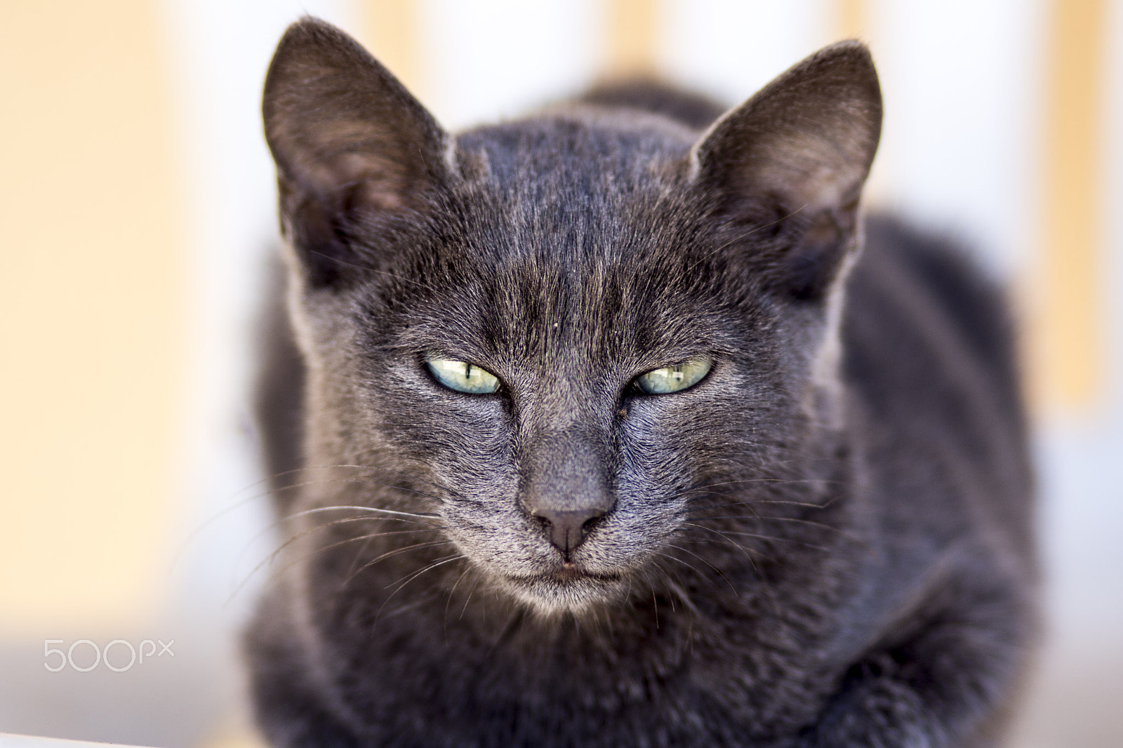 Sony SLT-A68 + Minolta AF 135mm F2.8 sample photo. Bagheera the cat! photography