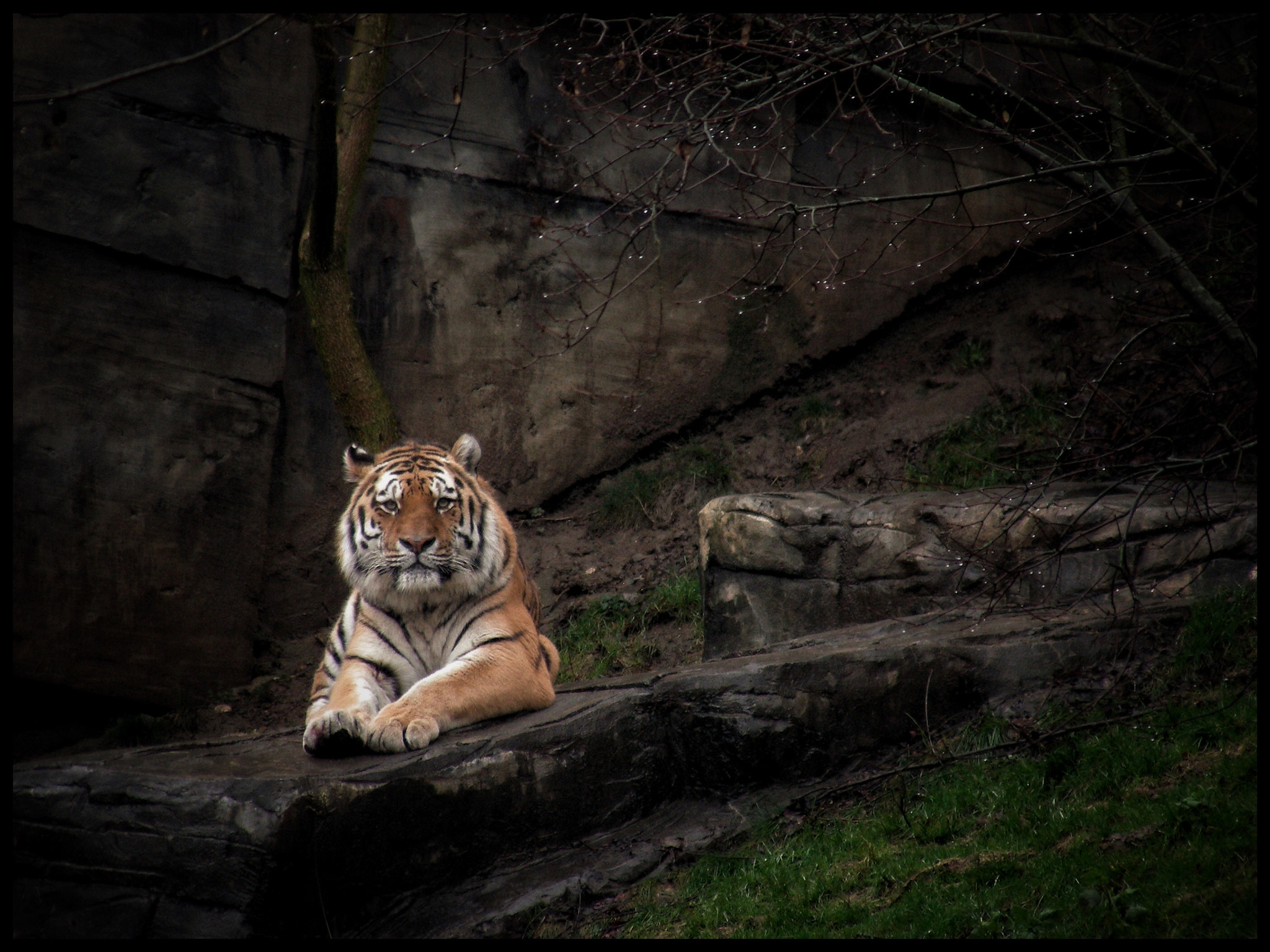 Nikon COOLPIX S10 sample photo. Mymoza, sibirischer tiger im zoo wuppertal photography
