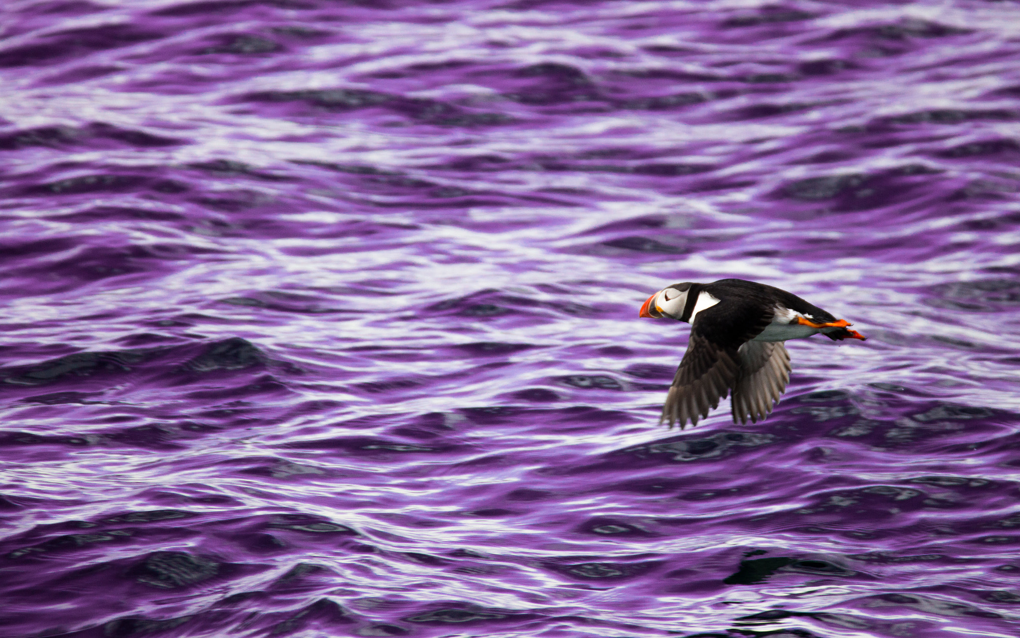 Tamron SP 35mm F1.8 Di VC USD sample photo. Puffin purple photography