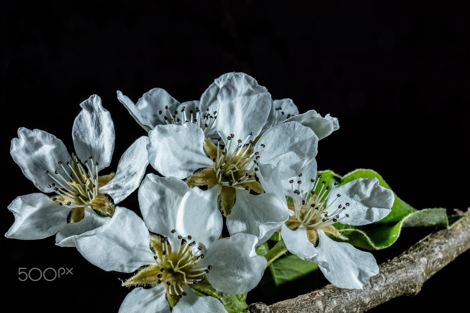 Canon EOS 5DS + Canon EF 24-70mm F4L IS USM sample photo. Pear tree flower photography