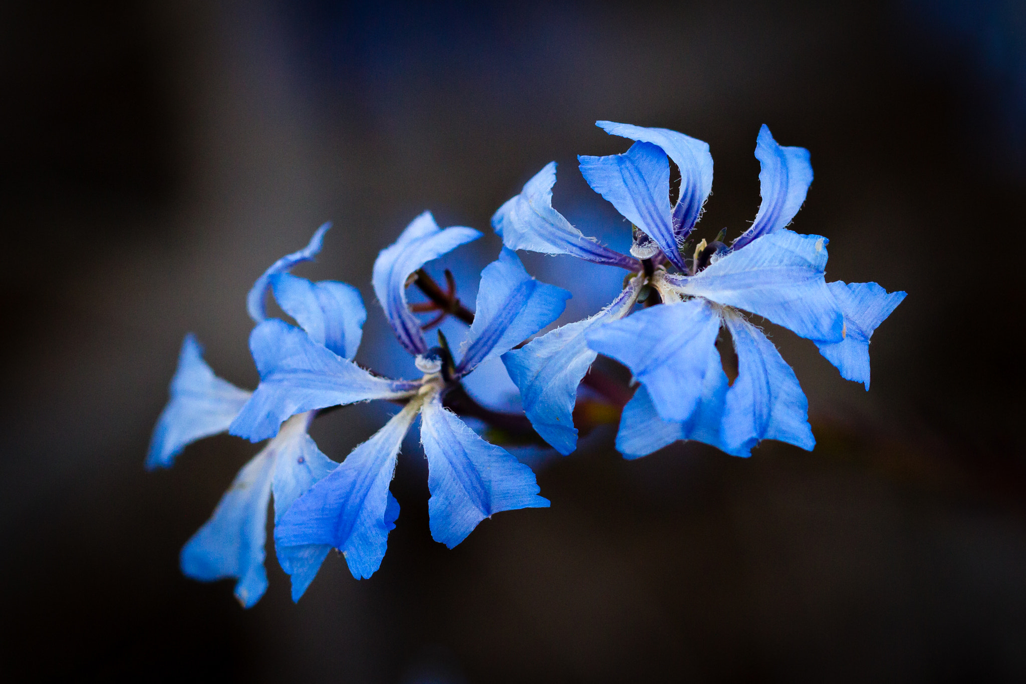 Canon EOS 7D sample photo. Wild flowers photography