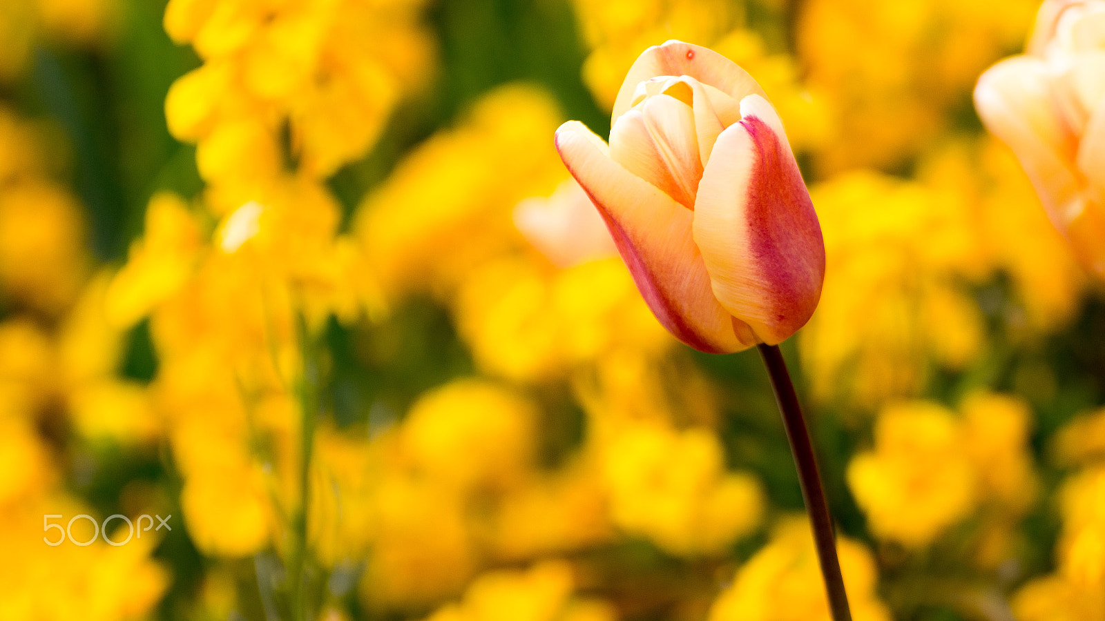 Tamron SP 35mm F1.8 Di VC USD sample photo. Essence photography