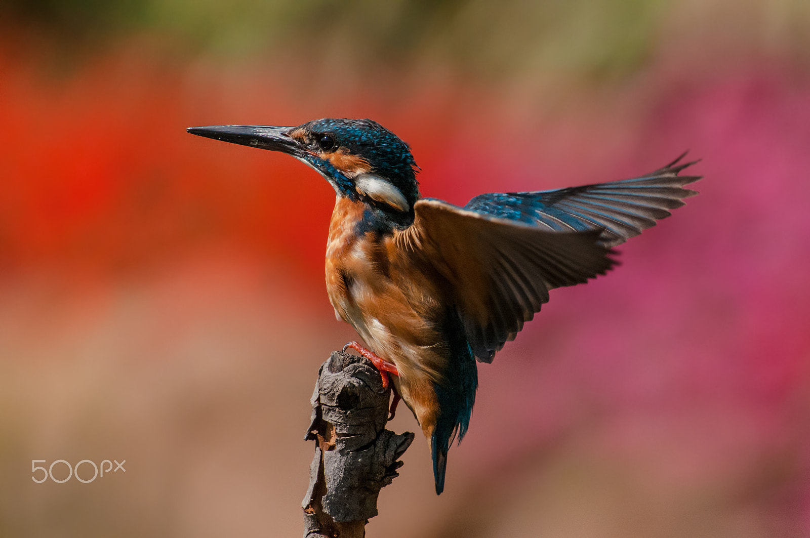 Nikon D300 + Nikon AF-S Nikkor 300mm F4D ED-IF sample photo. Common kingfisher photography