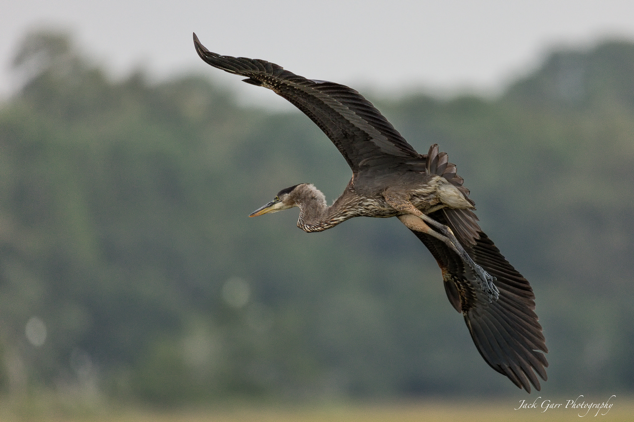 Canon EOS 5DS sample photo. Great blue heron flying photography
