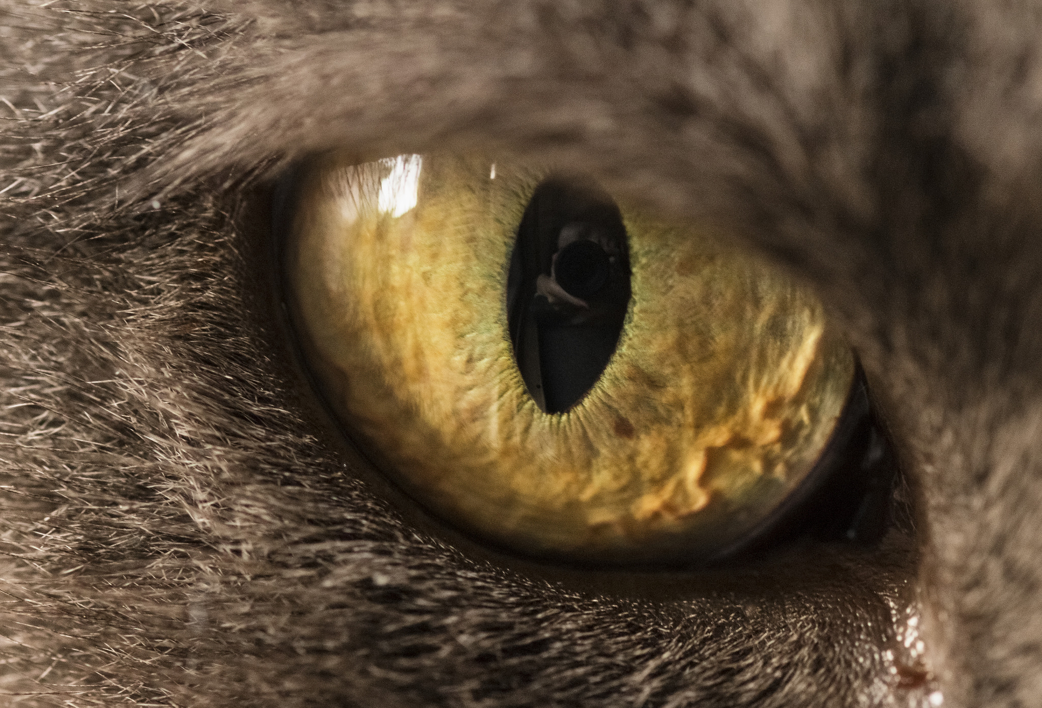 Sigma 105mm F2.8 EX DG OS HSM sample photo. The photographer and the eye of the tiger cat photography
