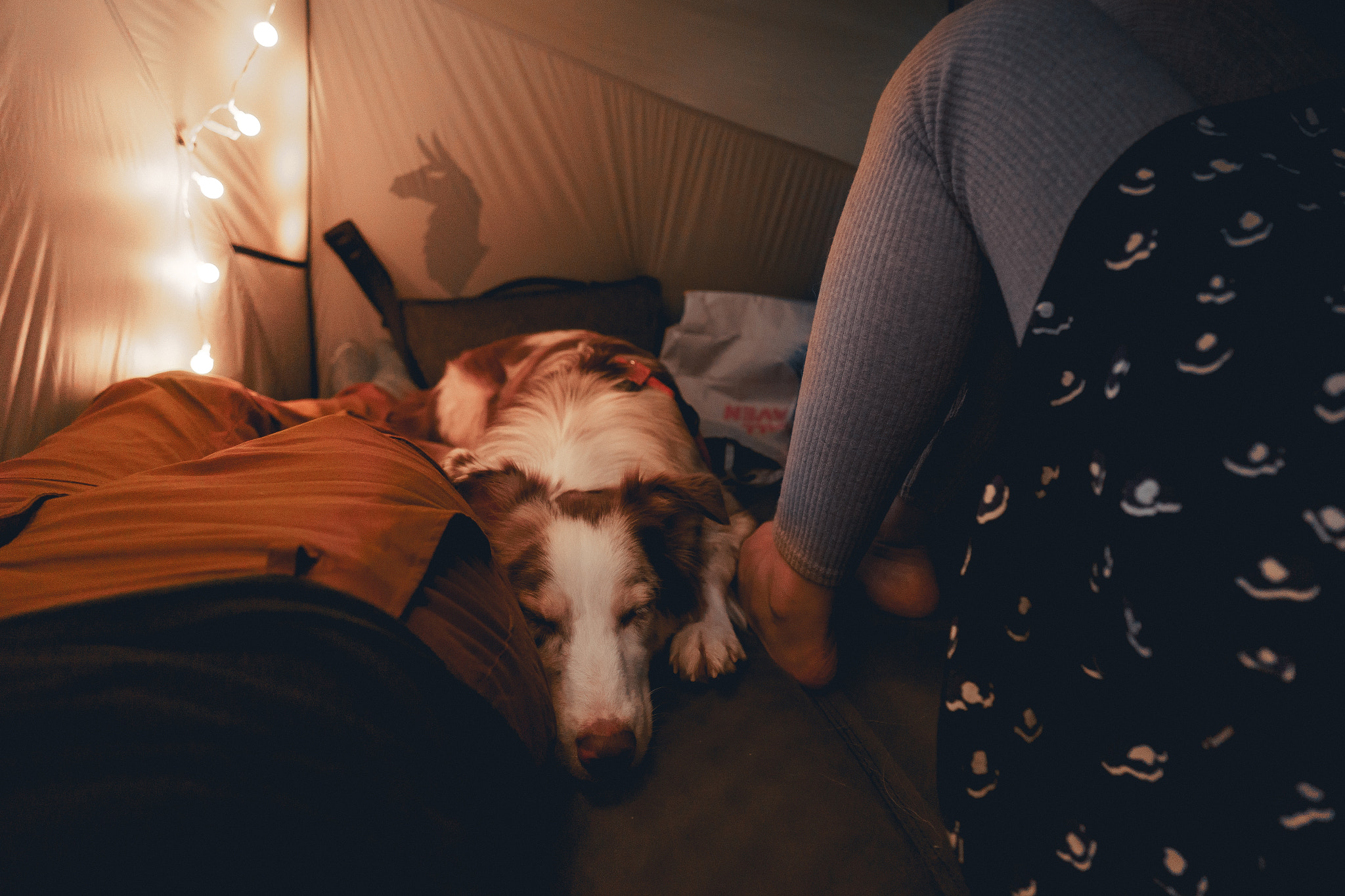 Sony a7 + ZEISS Batis 18mm F2.8 sample photo. Campingdogs photography